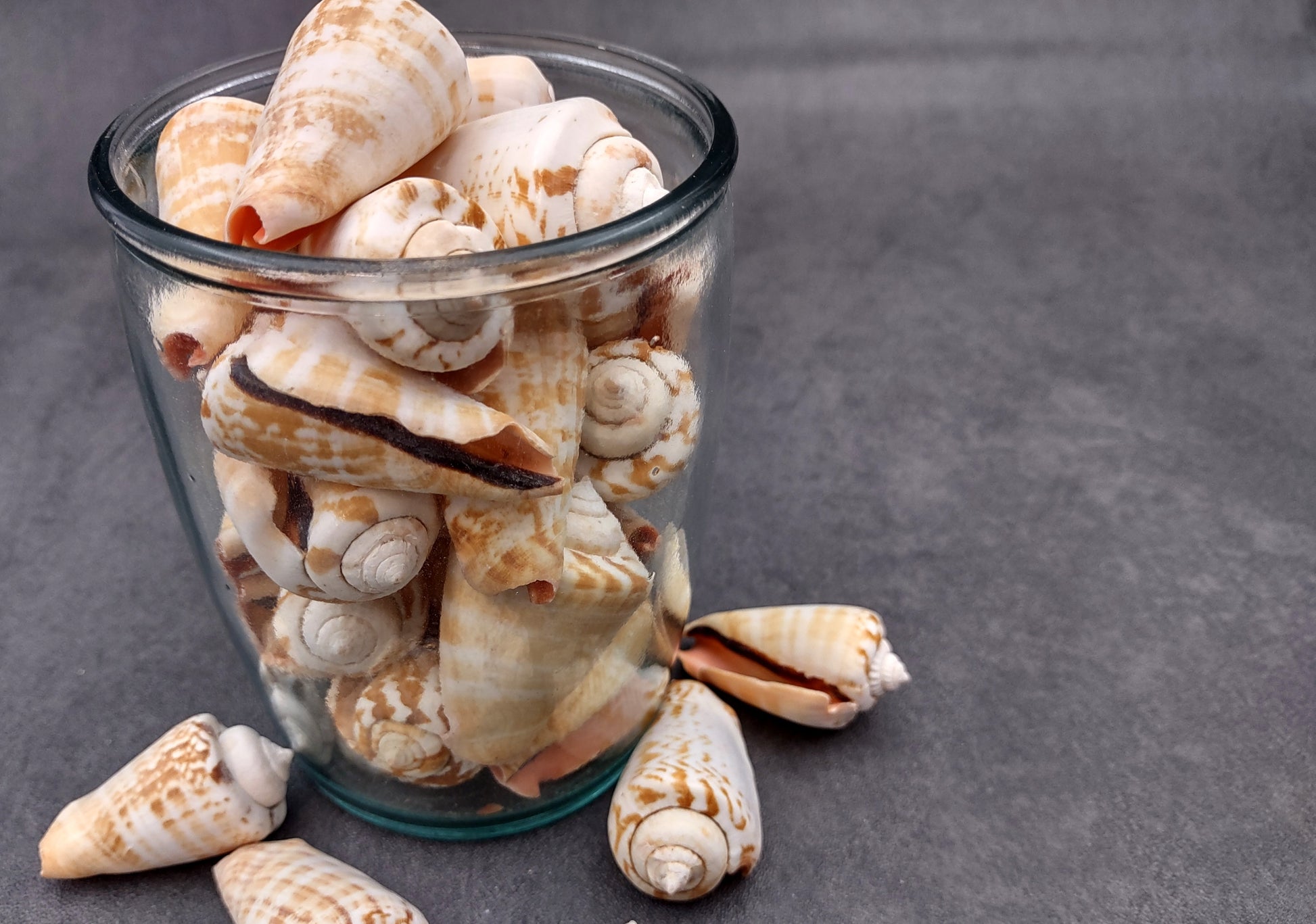 Strawberry Conch Seashells (10 pcs.) - Conomurex Luhuanus. Multiple white and tanned small shells in a pile. Copyright 2024 SeaShellSupply.com.
