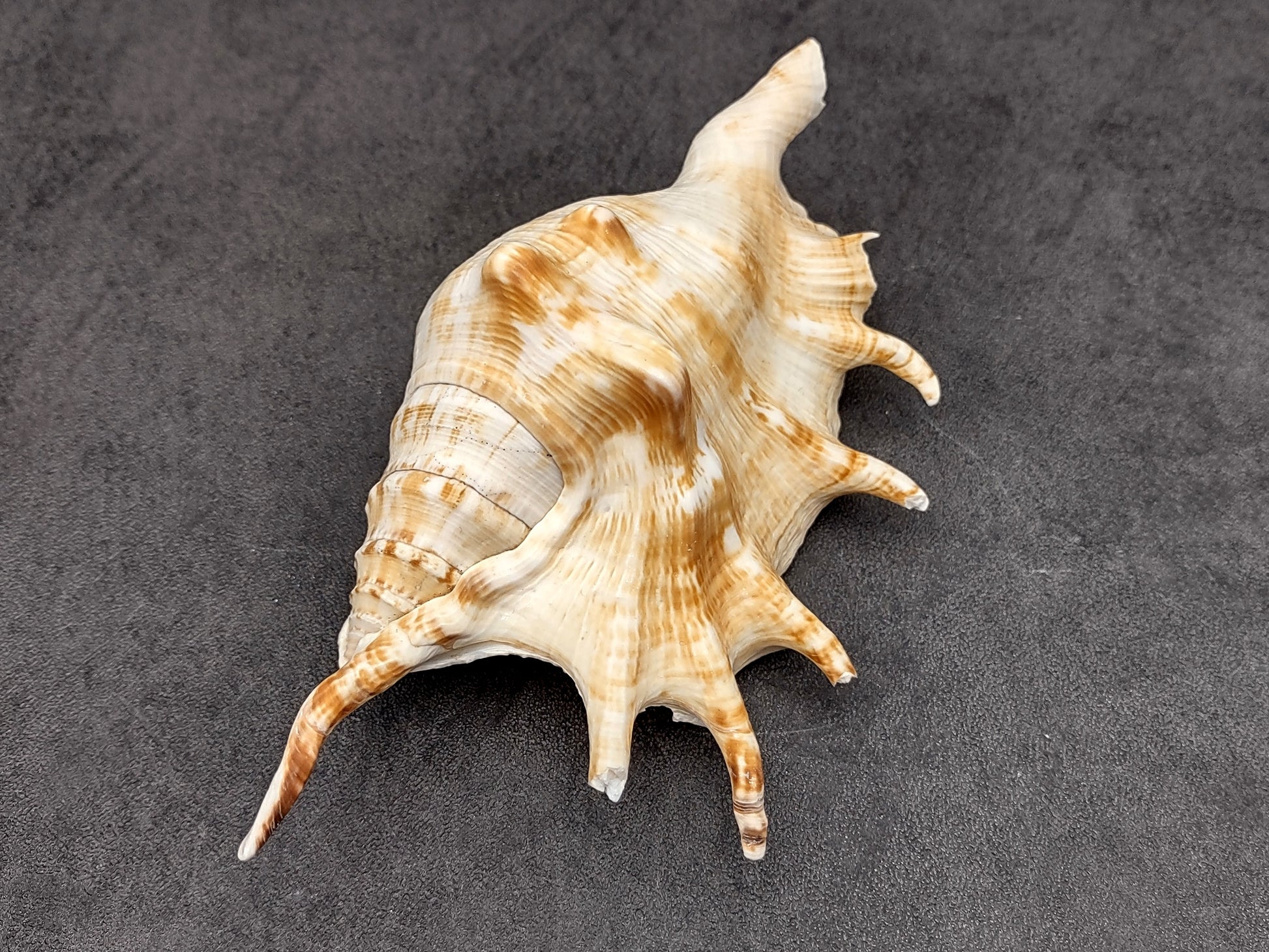 Spider Conch Seashell Lambis Lambis (1 shell approx. 5+ inches) Conch shell great for coastal crafting displays and collections! Spiked brown and white glazed shell. Copyright 2024 SeaShellMart.com