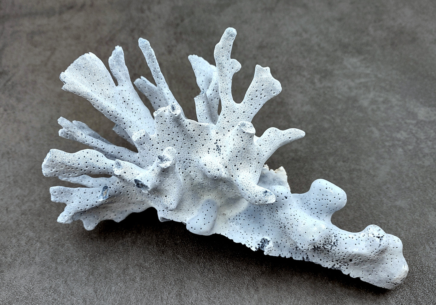 Photo of a large blue ridge coral fragment. Light blue. About three and one half inches long. Copyright 2024 SeashellSupply.com