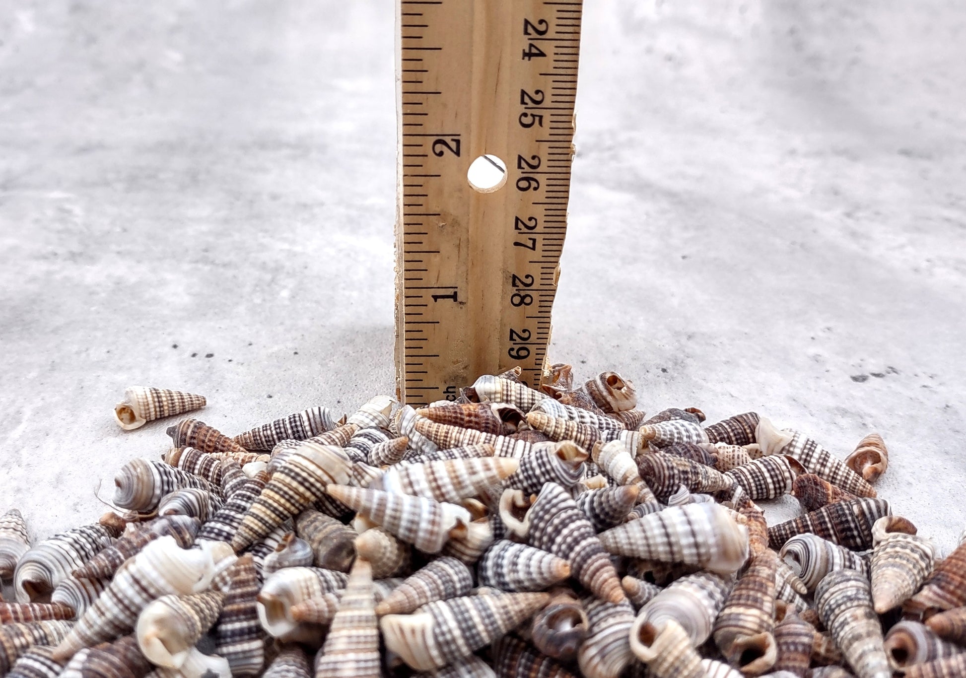 Cerithium Molniferus Seashells (approx. 190-200 pcs.). Multiple striped cone shaped shells in pile. Copyright 2024 SeaShellSupply.com.