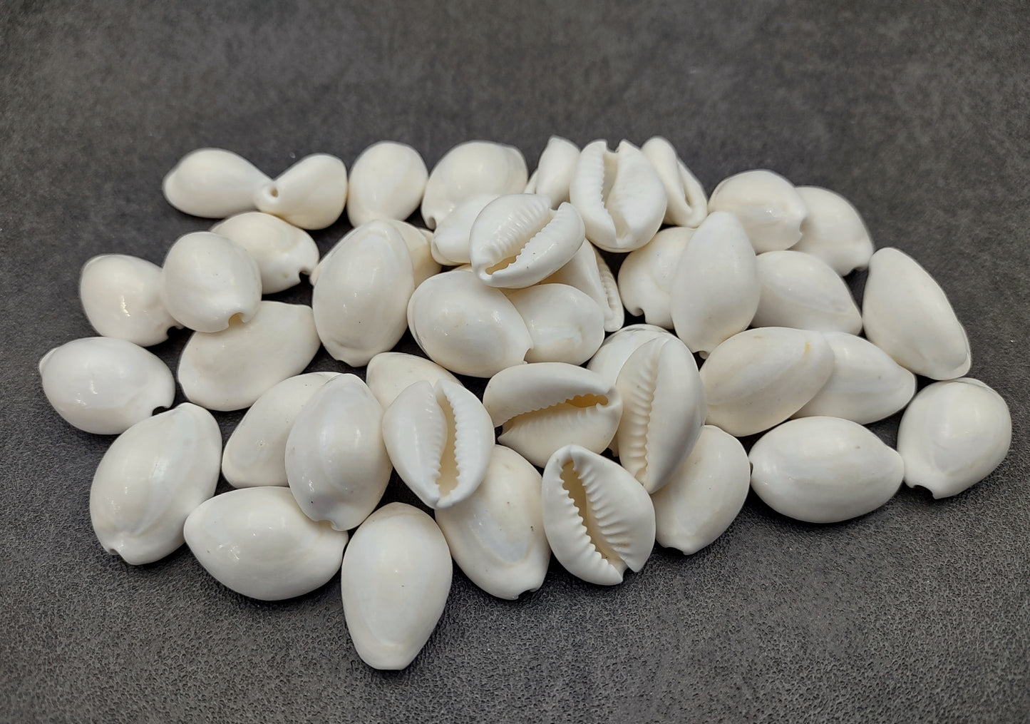 White Cowrie Seashells Bulk Cypraea Annulus (Approx. half cup 40+ shells 0.5+ inches) White Top cowry shells for coastal crafts & jewelry!