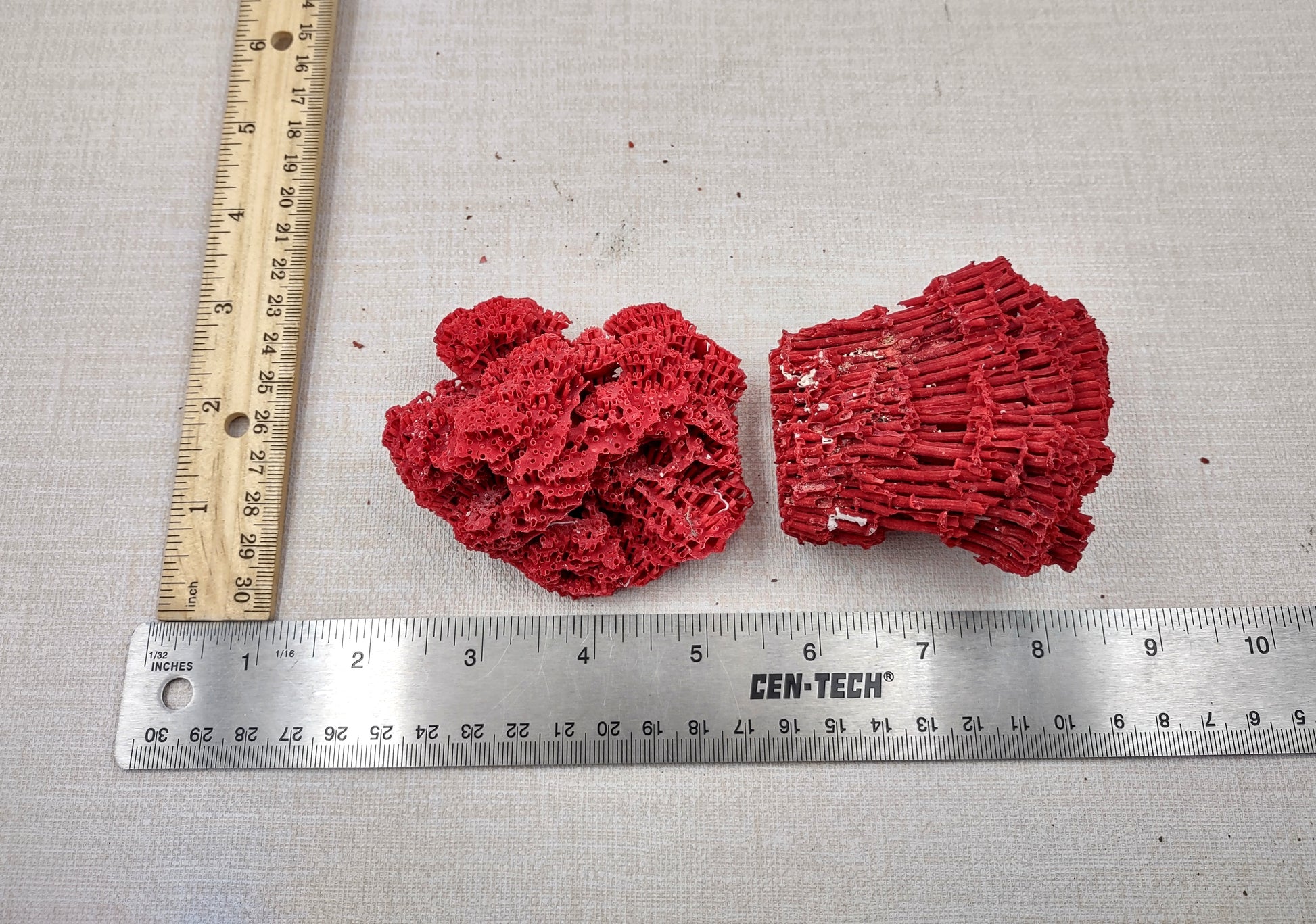Red Pipe Organ Coral Tubipora Musica (1 coral approx. 3+ inches) Copyright 2024 SeashellSupply.com