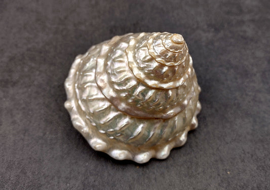 Pearlized Wavy Turban Shell - Astraea Turbanicum - (1 shell approx. 3.5-4 inches). Silver ribbed and spiral shell. Copyright 2024 SeaShellSupply.com.