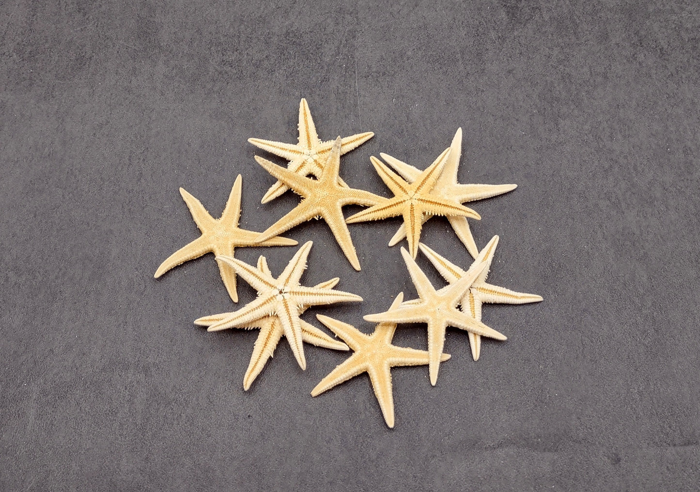 Philippine Spiny Starfish Marthasterias Glacialis (5 starfish approx. 2+ inches) Great for coastal crafting décor & collections!