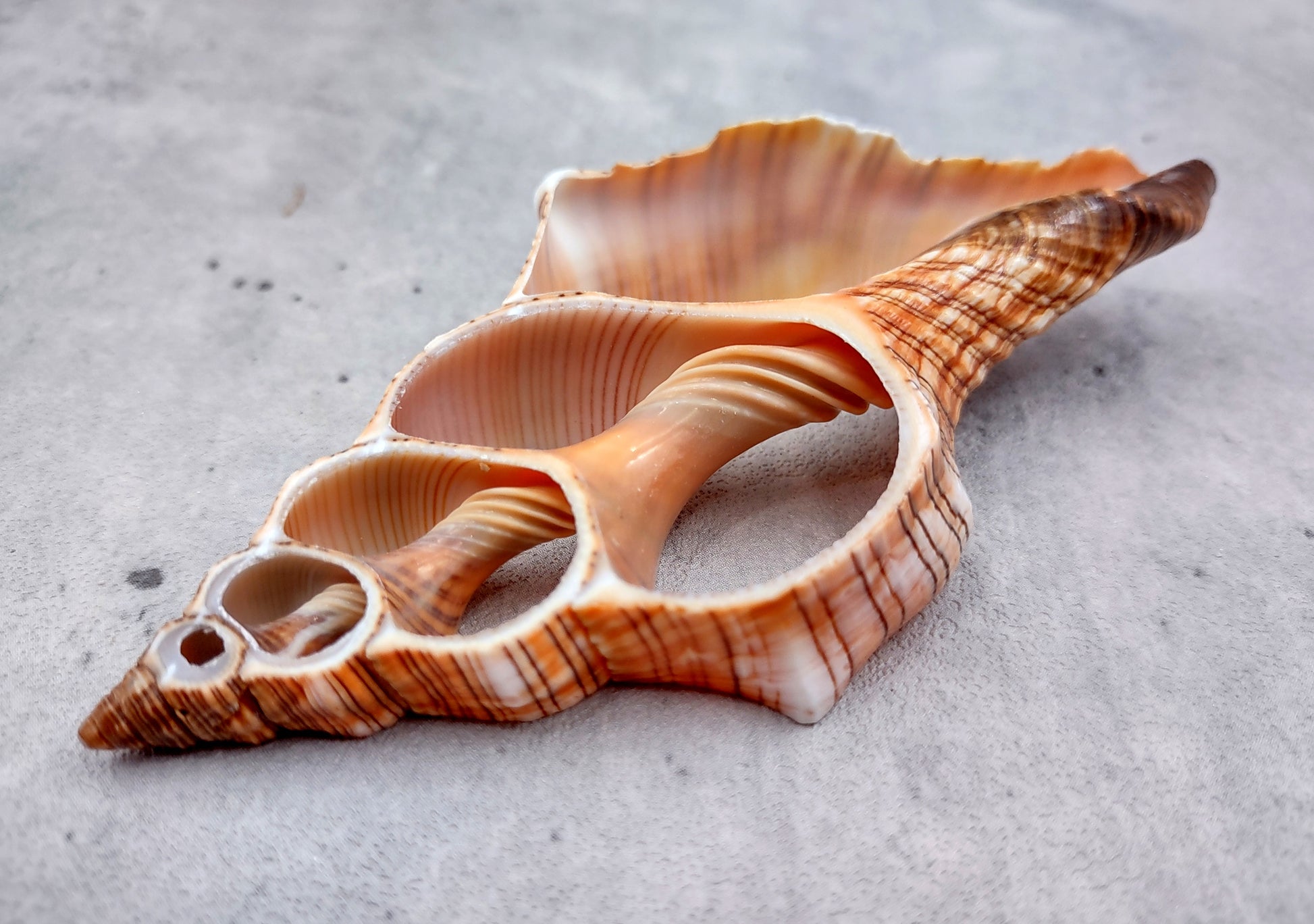 Photo of a pair of orange and cream large center cut fox shells. Copyright 2024 SeashellSupply.com