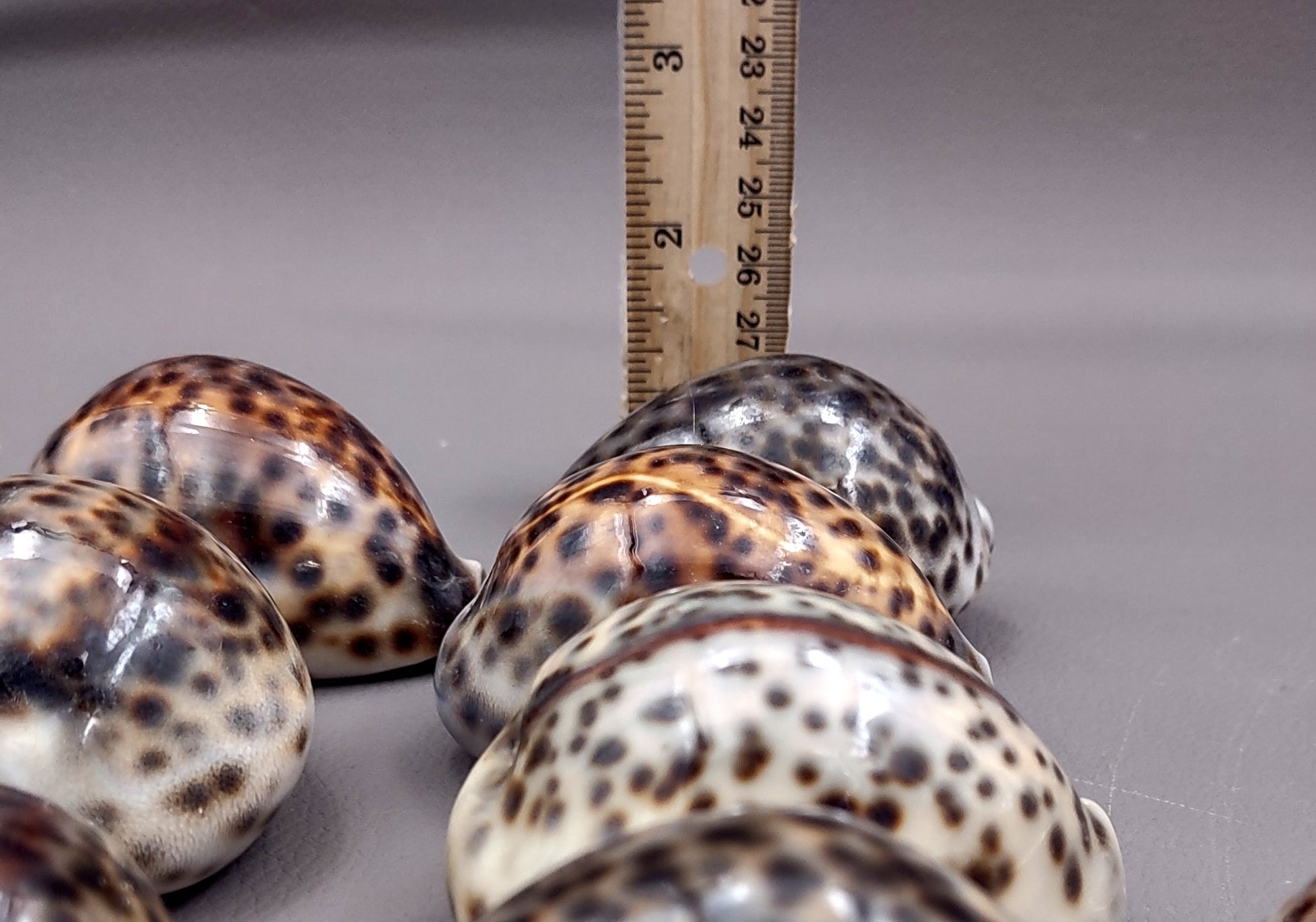 Tiger Cowrie Seashell (2pcs.) - (2.75 - 3 Inches) - Cypraea Tigris. Front and back side views of the spotted shell. Copyright 2024 SeaShellSupply.com.