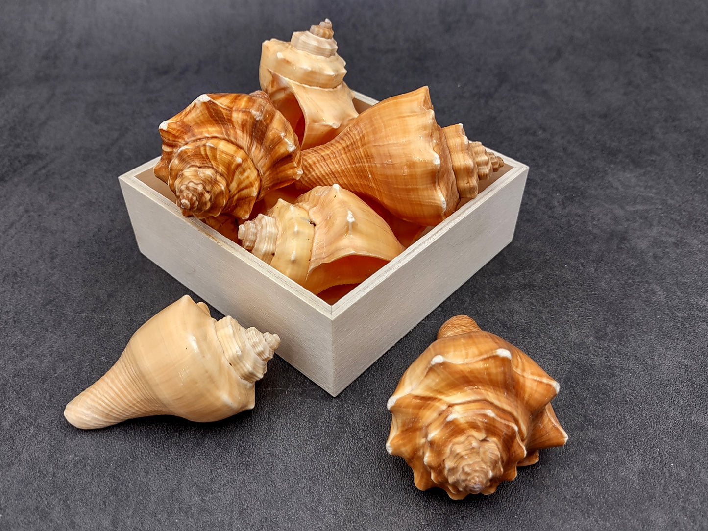 Vole Seashells Pugilina Cochlidium (3 shells approx. 2.5+ inches) Shells beautiful to add to any collection display or crafting project!