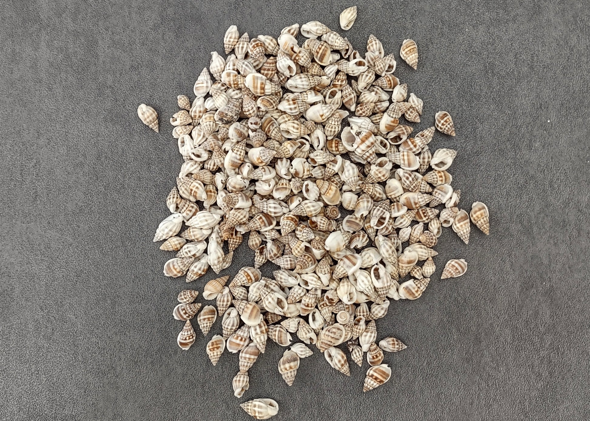 Nassa Persica (Persian) - (approx. 135-150 shells .625-.75 inches). Multiple earthly colored spiral shells in a pile. Copyright 2022 SeaShellSupply.com.