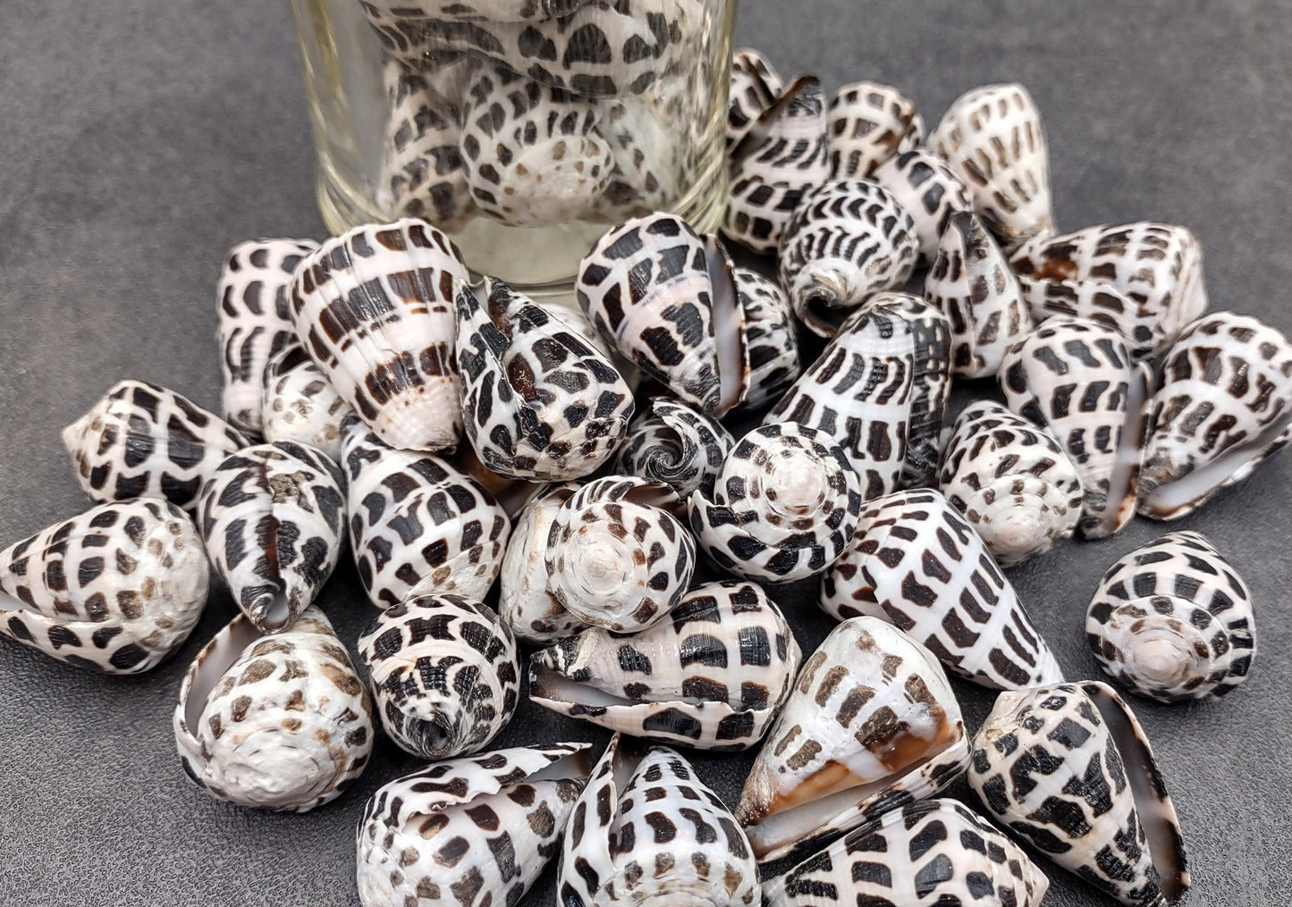 Polished Hebrew Cone Seashells (5 pcs.) - Conus Ebraeus
