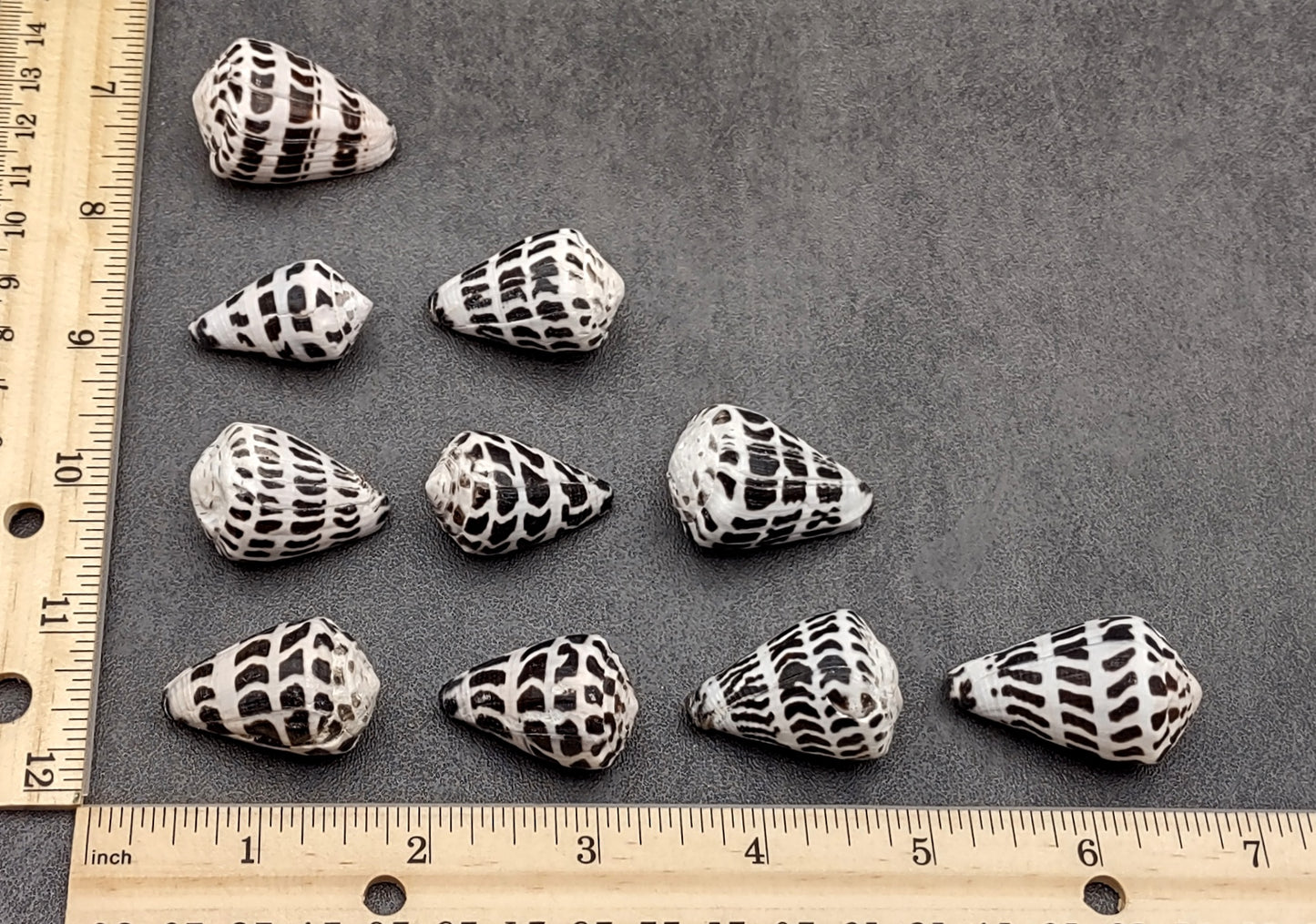 Polished Hebrew Cone Seashells (5 pcs.) - Conus Ebraeus
