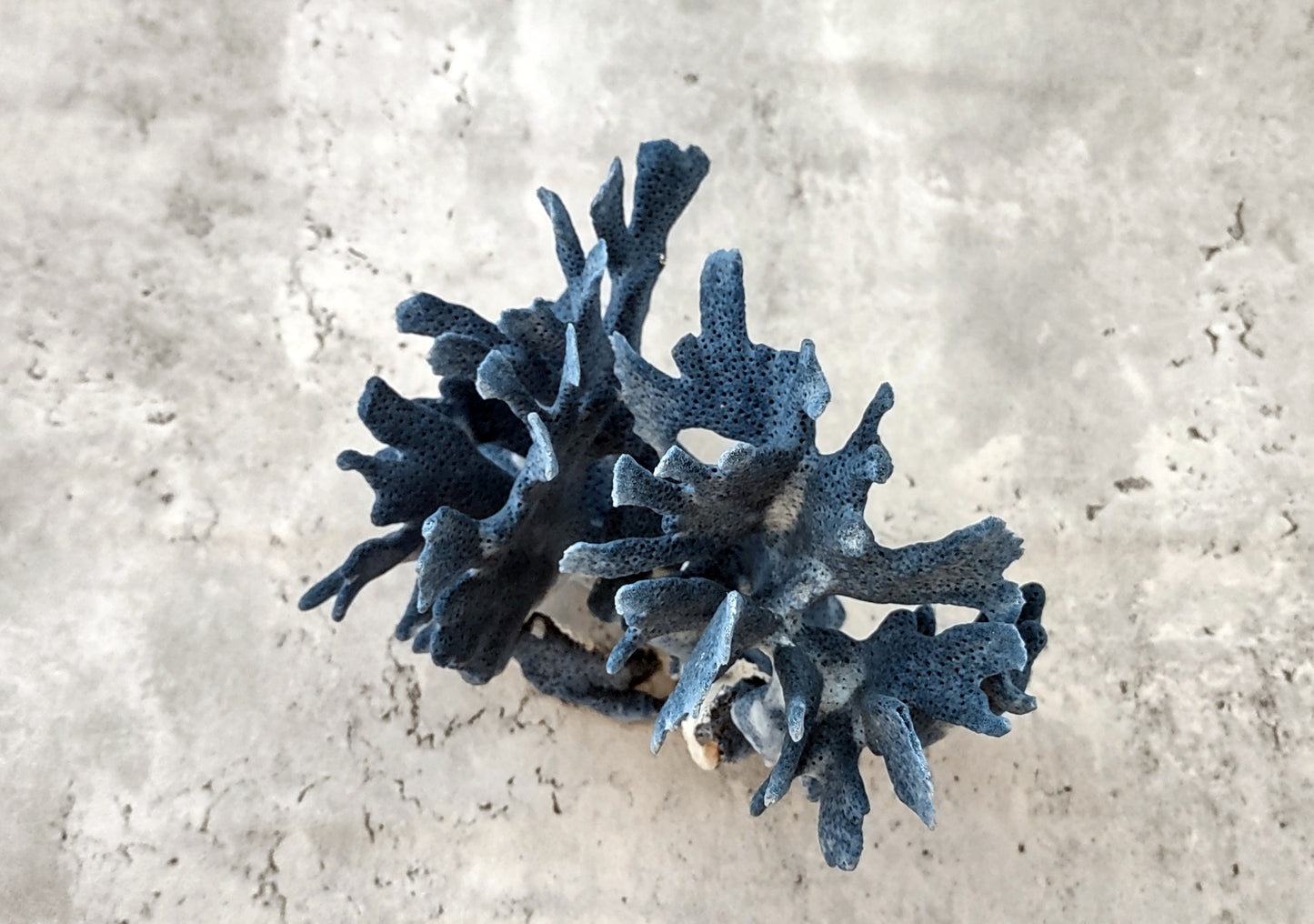 Blue Coral Cluster - Heliopora Coerula - (1 coral cluster 5-7 inches). Blue and white coral set with multiple tiny holes. Copyright 2022 SeaShellSupply.com.