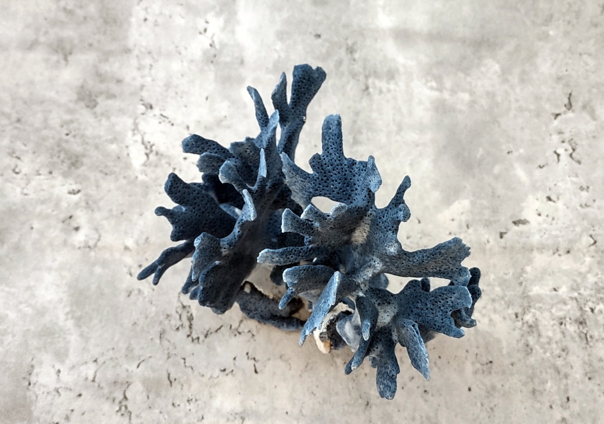 Blue Coral Cluster - Heliopora Coerula - (1 coral cluster 5-7 inches). Blue and white coral set with multiple tiny holes. Copyright 2022 SeaShellSupply.com.