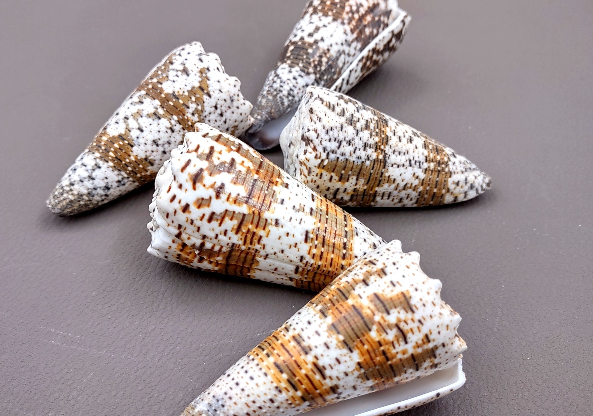Imperial Cone Seashell (2 pcs.) - (2-3 inches). Cone shaped brown and white striped shells. Copyright 2024 SeaShellSupply.com.