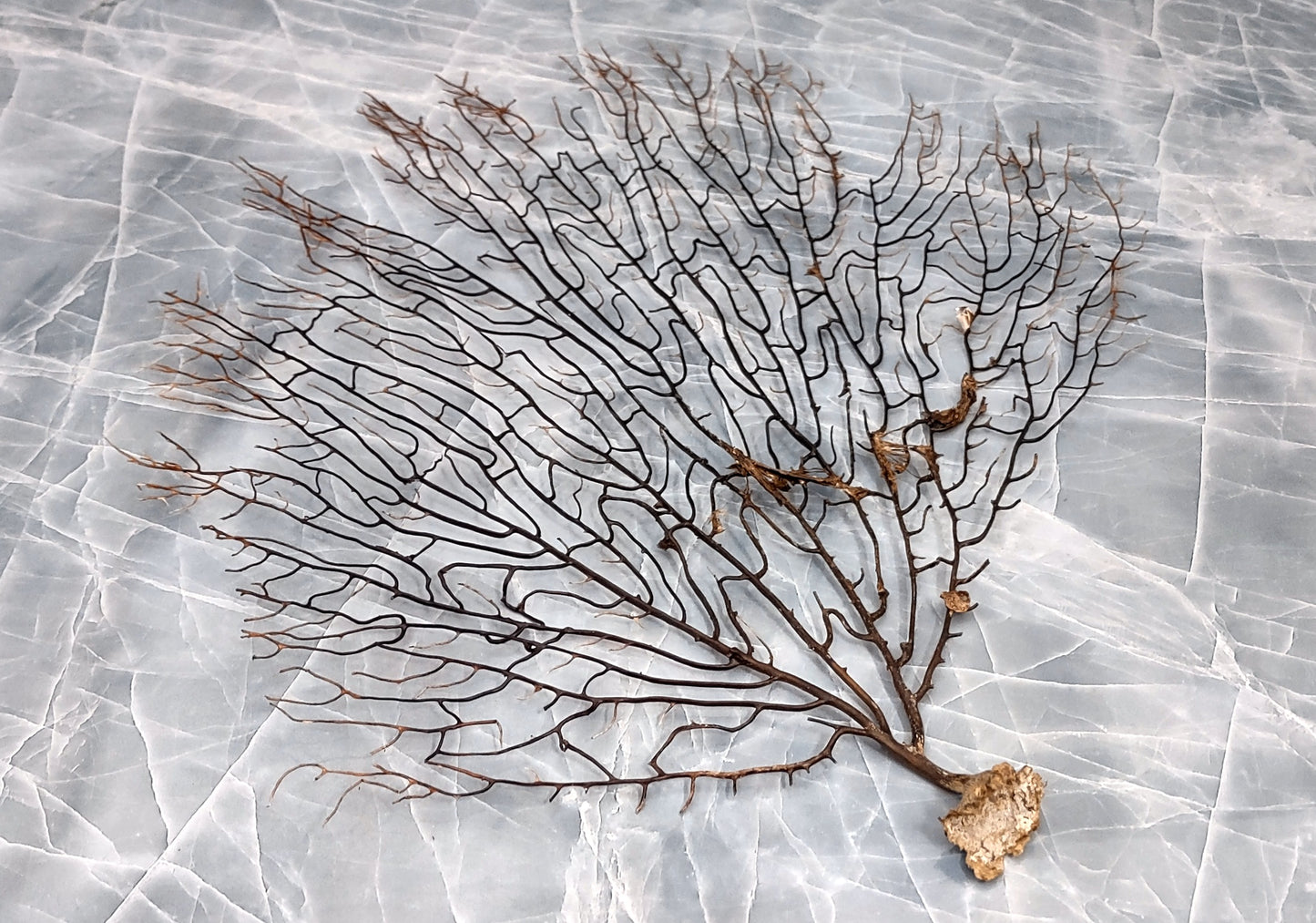 Black Sea Fan - Gorgonia Ventalina - (1 fan approx. 7-10 inches). One tree looking Sea Fan with many little branches. Copyright 2022 SeaShellSupply.com.
