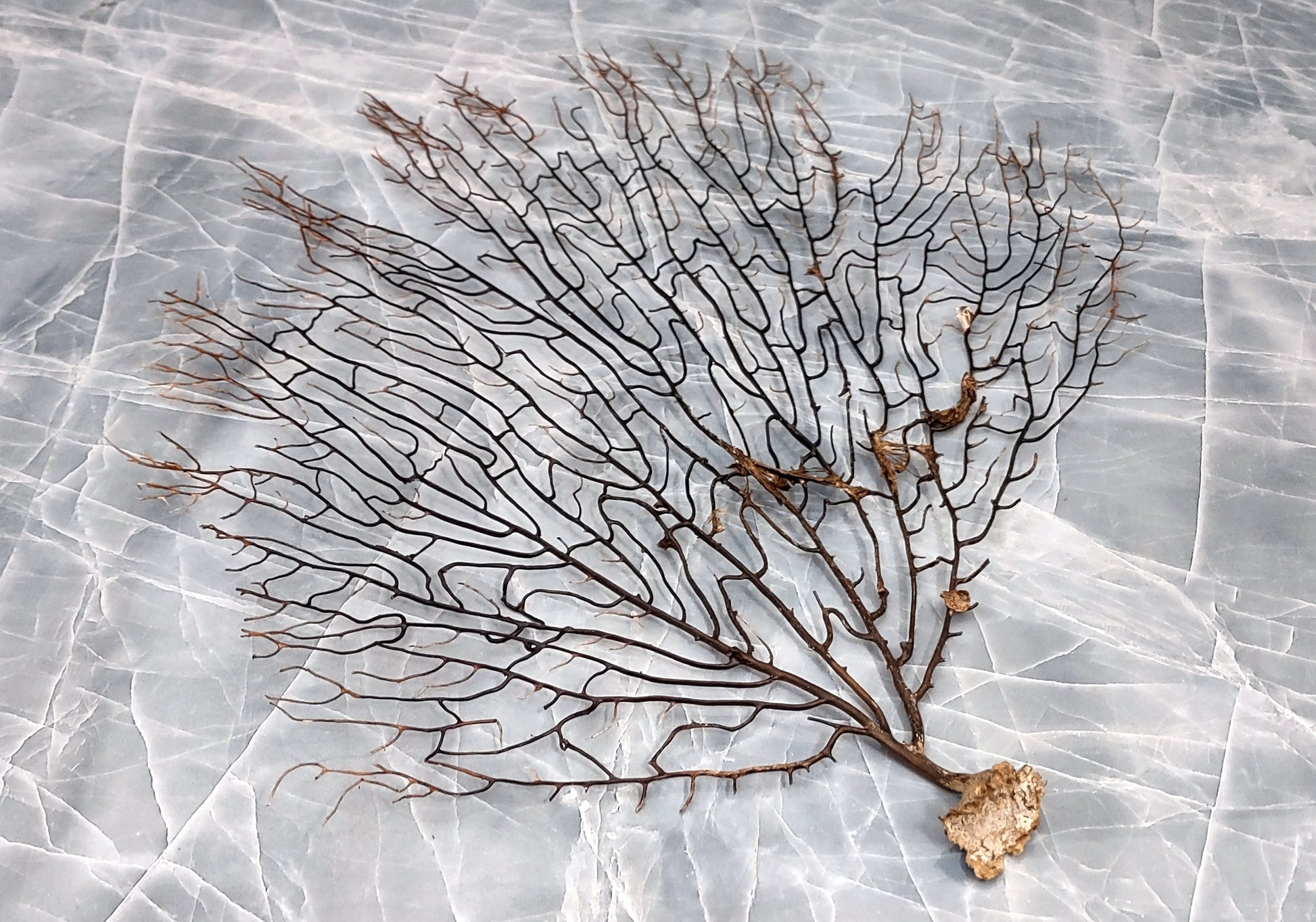 Black Sea Fan - Gorgonia Ventalina - (1 fan approx. 7-10 inches). One tree looking Sea Fan with many little branches. Copyright 2022 SeaShellSupply.com.