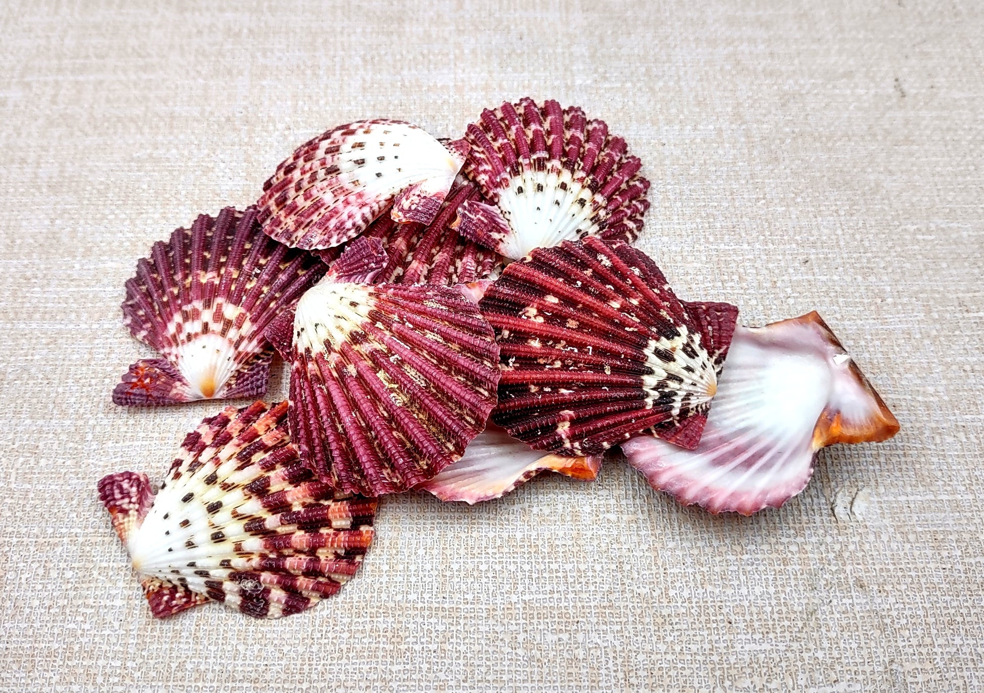 Royal Cloak Scallop Seashells - Pecten Pallium - (10 shells approx. 1-1.5 Inches) Pile of different shades of pink ribbed shells. Copyright 2024 SeaShellSupply.com.