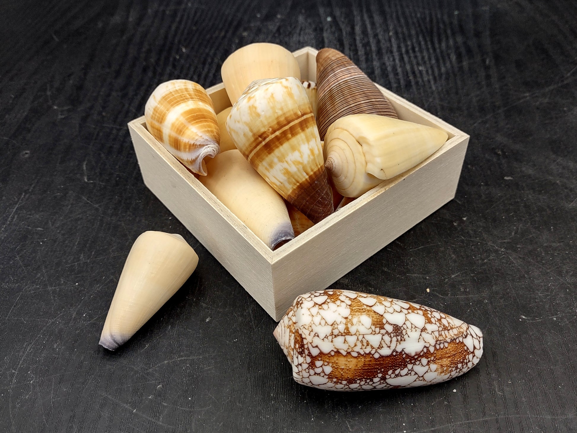 Cone Seashell Small Assorted Mix (8 shells approx. 1.5-2 inches). Brown and white close spiral shells in a grouping. Copyright 2022 SeaShellSupply.com.