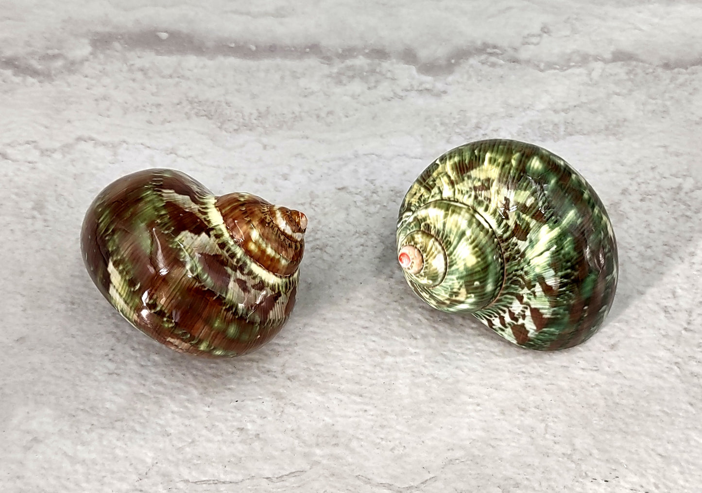 Tapestry Turbo Seashells Green Speckled Turbo Petholatus (2 shells approx. 2+ inches) Green Turbo Shells for hermit crab homes art & crafts!