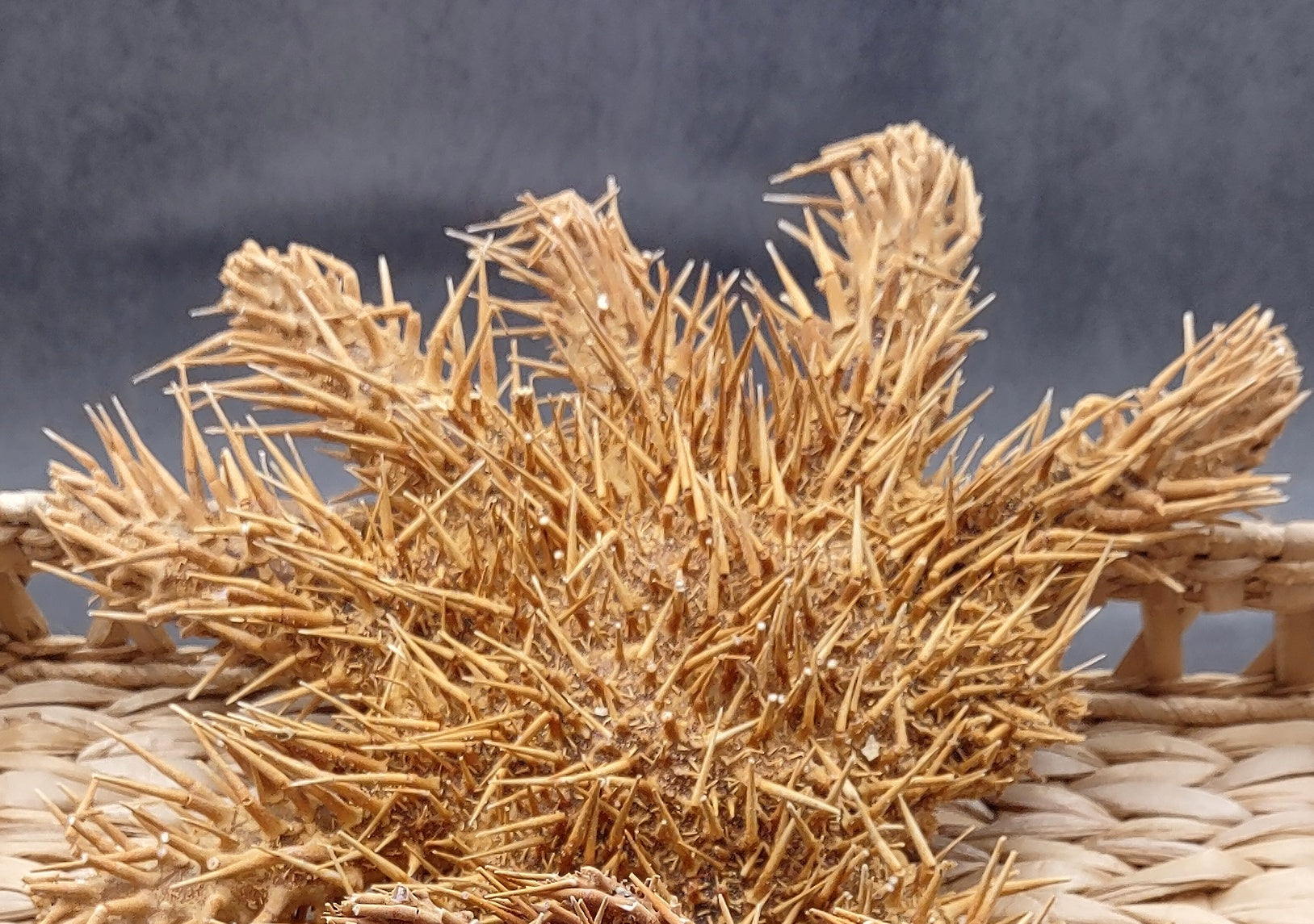 Crown of Thorns Starfish (8+ inches) - Acanthaster Planci. One thorny Starfish. Copyright 2024 SeaShellSupply.com.