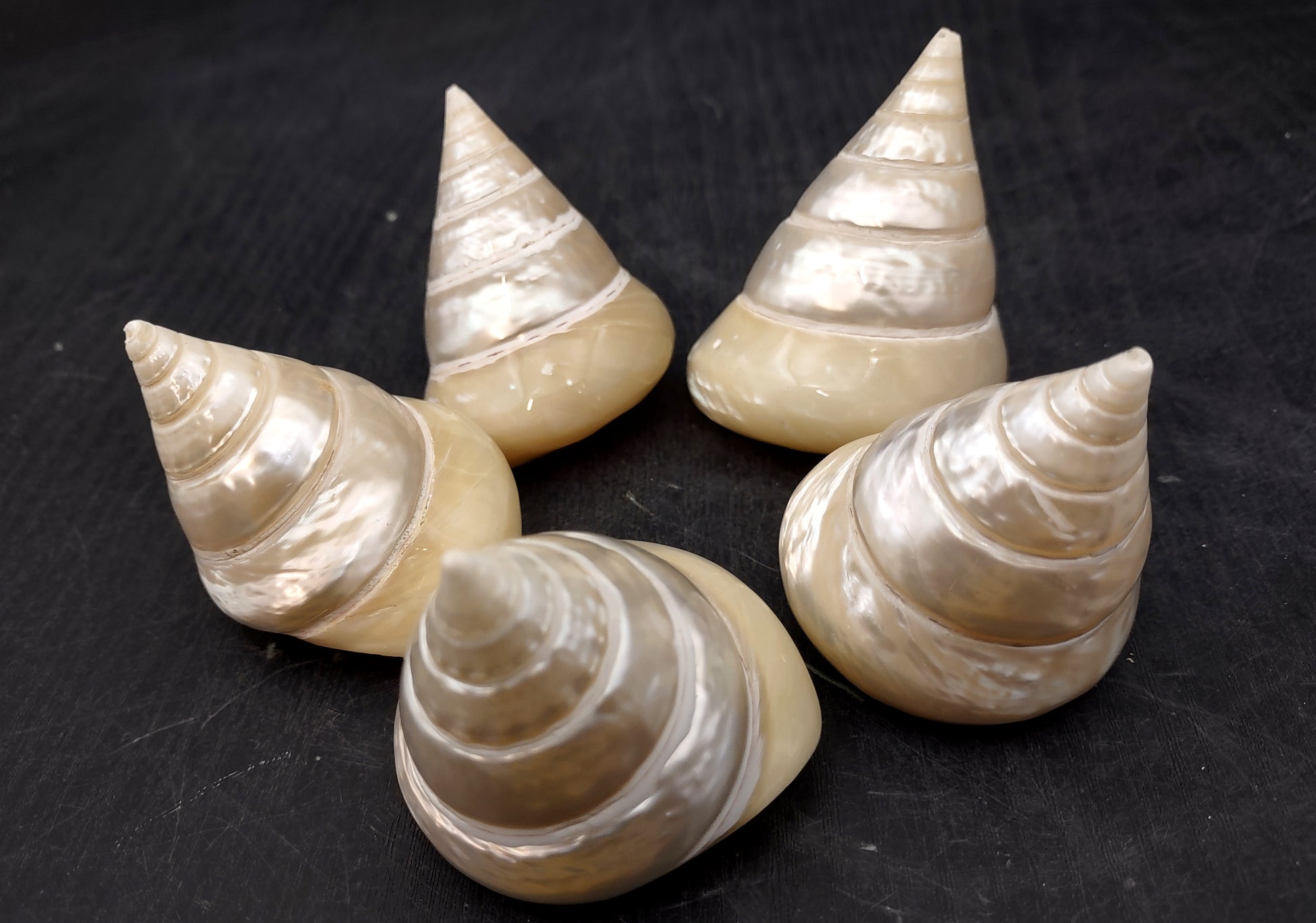 Pearlized Trochus Seashell - Trochus Niloticus - (1 shell approx. 2.5-3 inches). One spiral glossy shell with broad opening. Copyright 2024 SeaShellSupply.com.