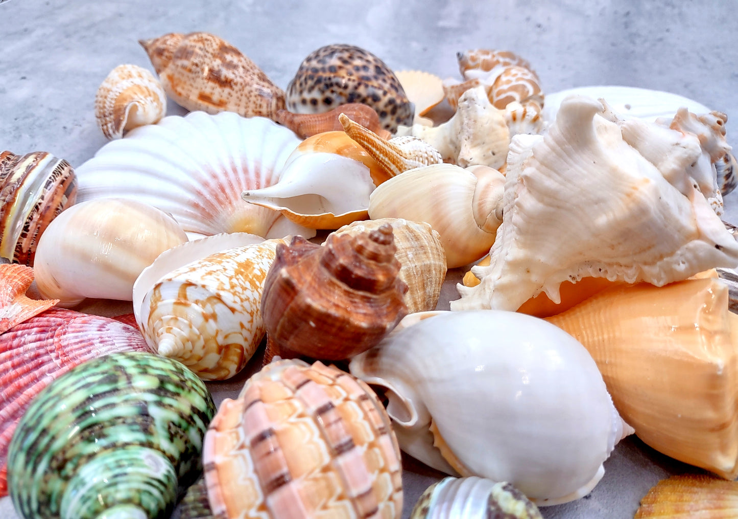 Large Seashell Assorted Ocean Mix - (approx. 1 Kilogram/2.2 lbs. 1-4 inches). Multiple different colored shells in a pile. Copyright 2024 SeaShellSupply.com.