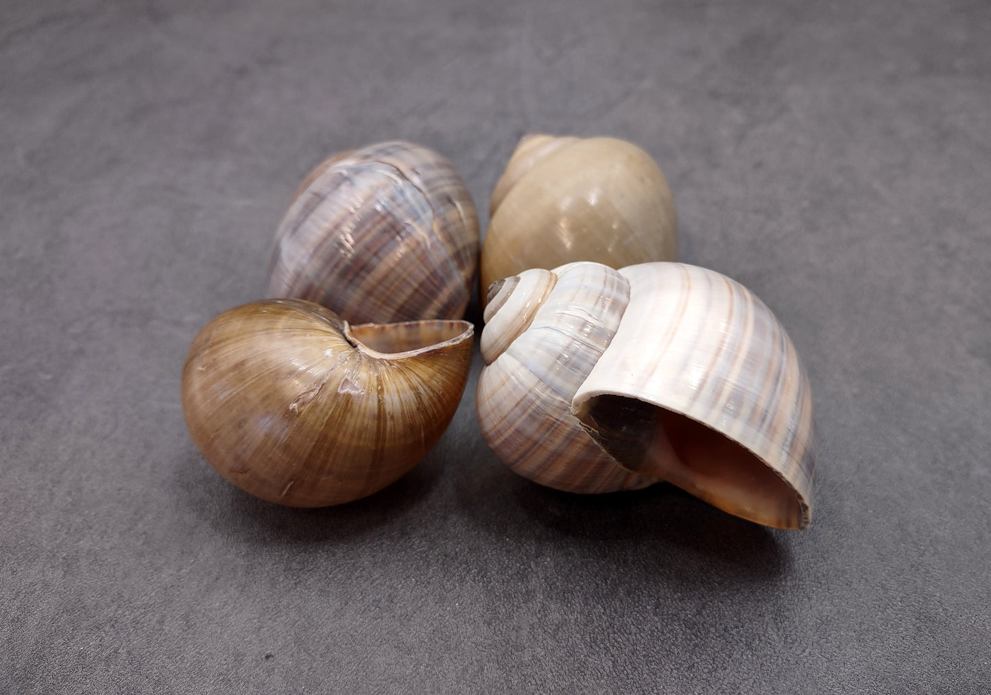 Apple Snail Shells Pomacea Canaliculata (2 shells approx. 2+ inches) Accent Shells for Collecting or Ocean Display!