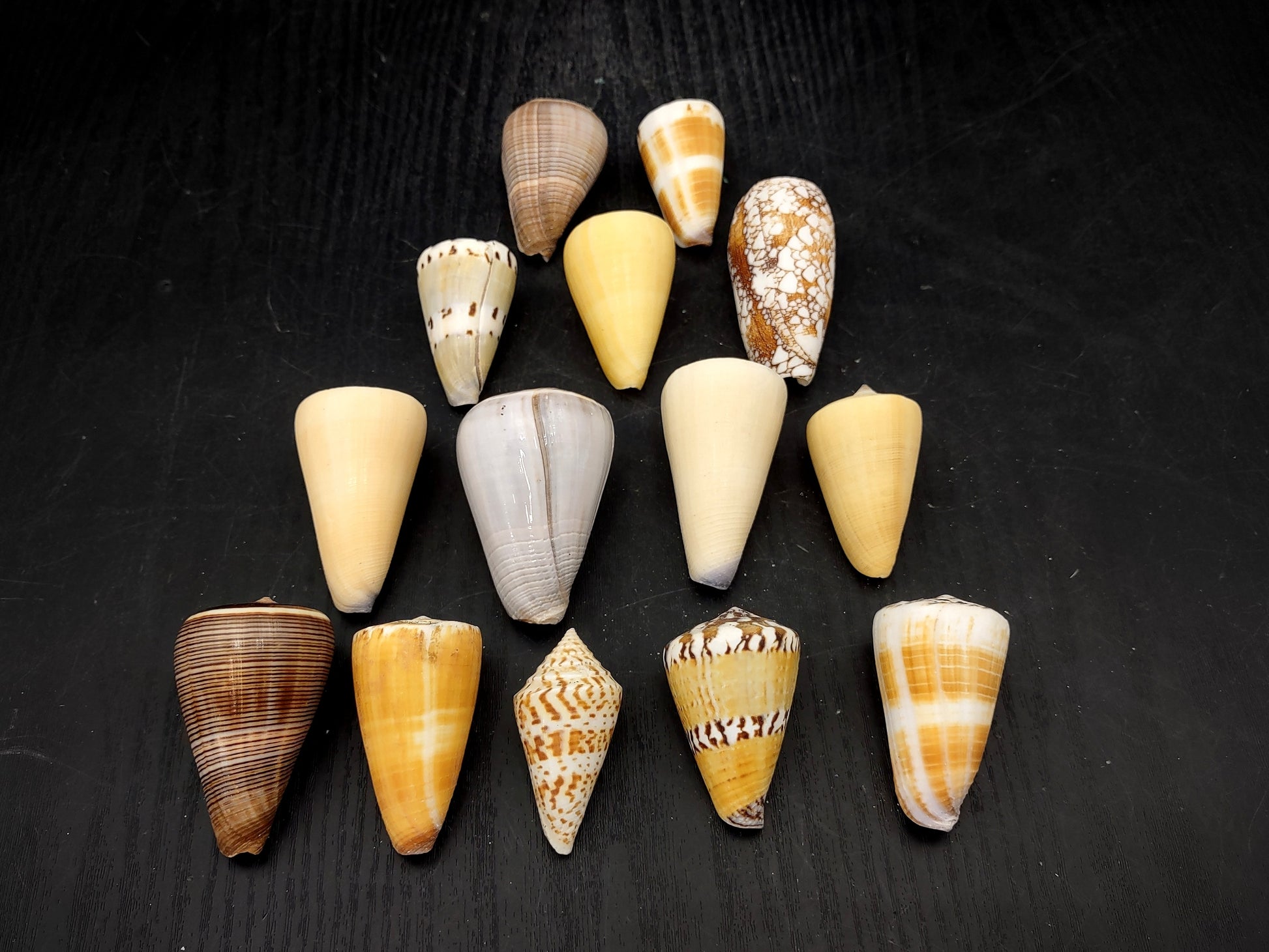 Cone Seashell Small Assorted Mix (8 shells approx. 1.5-2 inches). Brown and white close spiral shells in a grouping. Copyright 2022 SeaShellSupply.com.