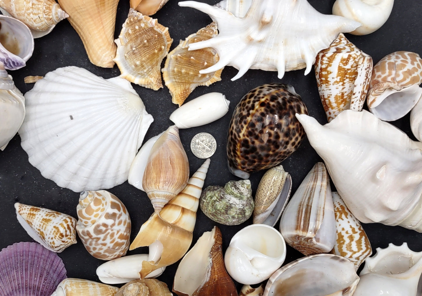 Large Seashell Assorted Ocean Bulk Mix (approx. 1 kilogram 1-3+ inches) Bulk Shell Mix for display arts crafts & collecting!