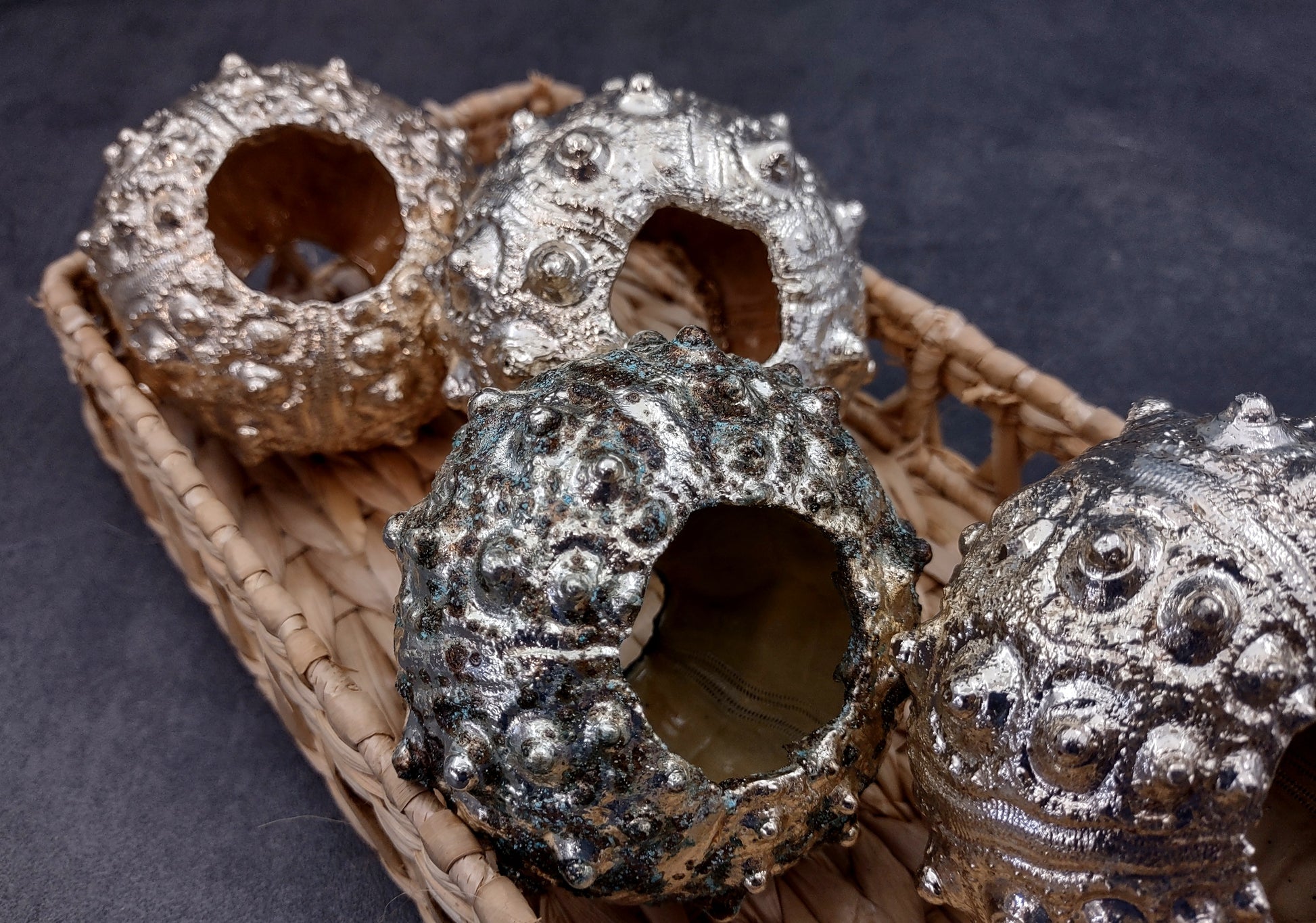 Silver-Plated Sputnik Urchin - Phyllacanthus imperialis - (1 Urchin approx. 2.5-3 inches) One silver plated urchin shell. Copyright 2024 SeaShellSupply.com
