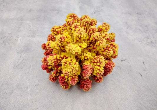 Yellow Rose FAUX Cluster Coral - Pocillopora Elegans - 1 faux coral approx. 5Wx3Dx4T with some dark pink arms on light background Copyright 2022 SeaShellSupply.com.