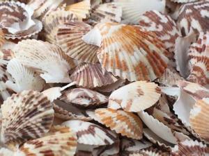 Small Distant Scallop Seashells Bractechlamys Vexillum (10 shells approx. 1.75+ inches) Scallop Shells for ocean display arts & crafts!
