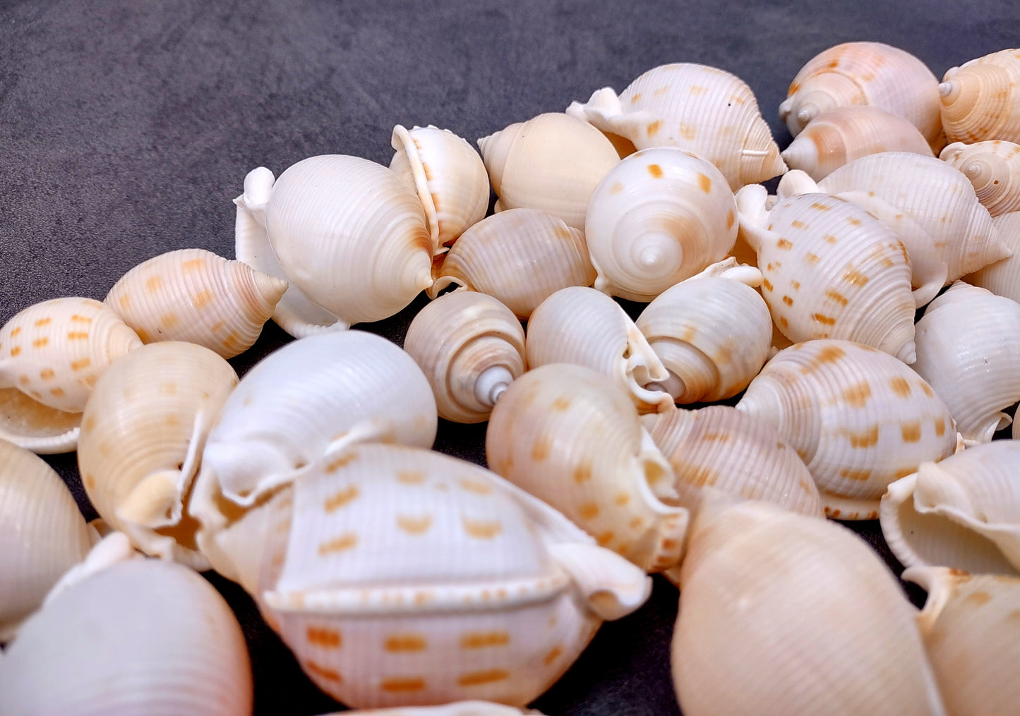 Japanese Bonnet Seashells India Phalium Bisulcatum (10 shells approx. 1.5+ inches) Adorable shells for any coastal collection or display!