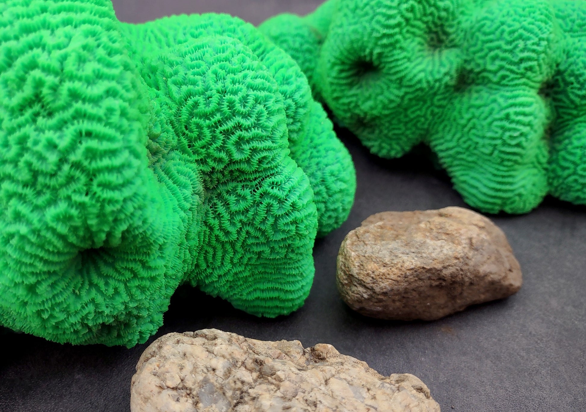 Bright Green FAUX Brain Coral - Lobophyllia Hemprichii - (1 FAUX Coral approx. 8.5x5x5.5 inches). Green almost squishy looking maze patterned coral known as brain coral. Copyright 2024 SeaShellSupply.com.