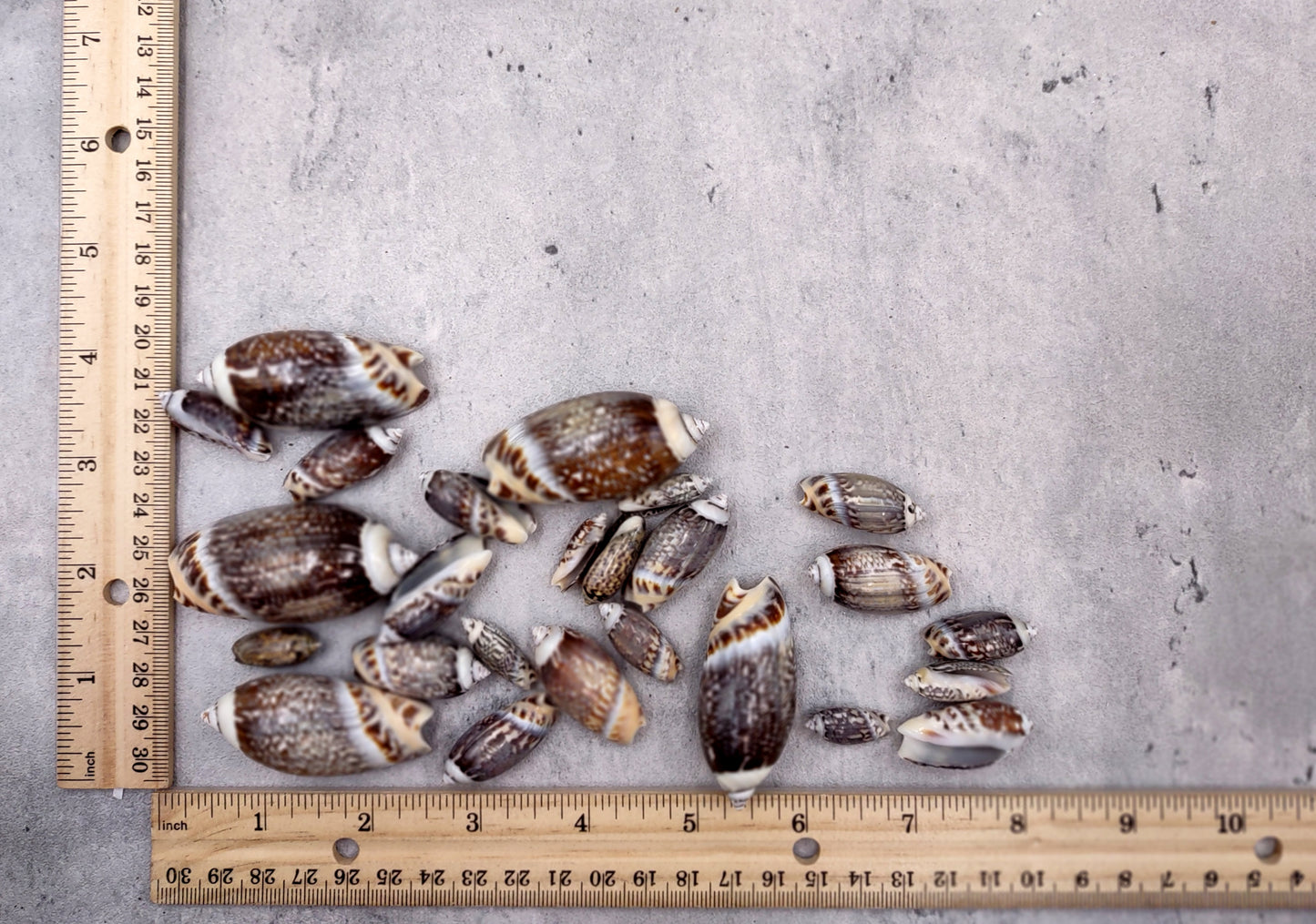 Dark Olive Seashell Assortment (approx. half cup 20+ shells 1-1.75+ inches) Great shells for coastal crafting and collections!