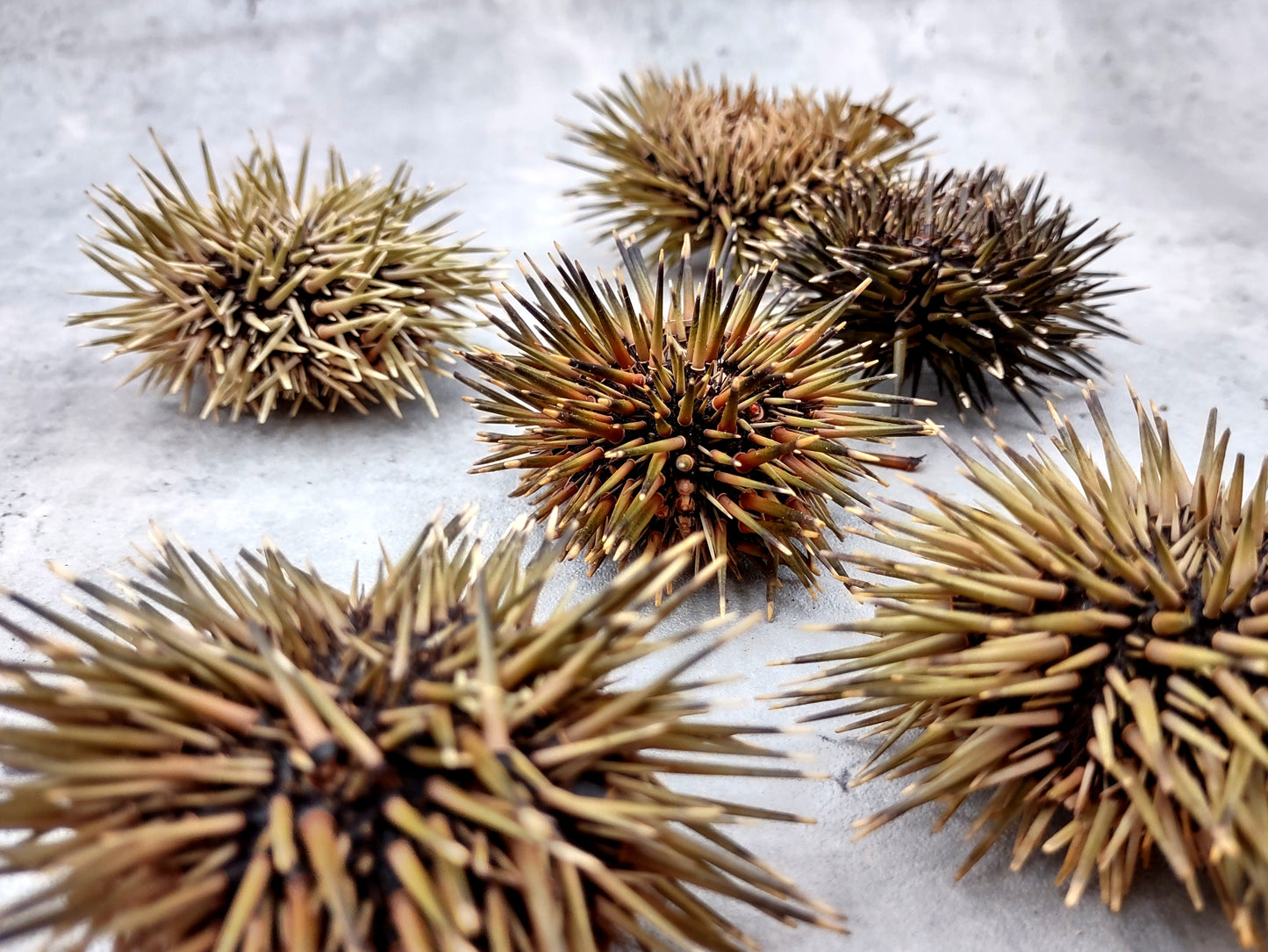 Burrowing Sea Urchin with Spines Echinometra Mathaei (2 urchins approx. 2.5+ inches) Natural Urchin Shell for display & collecting!