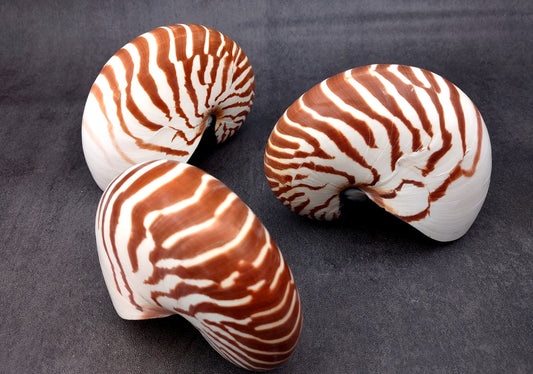 Natural Nautilus Seashell (5-6") - Nautilus Pompilius