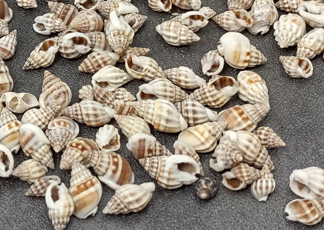 Nassa Persica (Persian) - (approx. 135-150 shells .625-.75 inches). Multiple earthly colored spiral shells in a pile. Copyright 2022 SeaShellSupply.com.