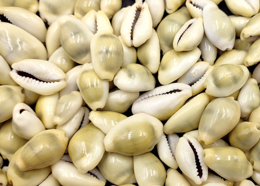 Money Cowrie Seashells Bulk Cypraea Moneta (approx. half cup 35+ shells 0.5+ inches) Small Money Cowry shells for coastal crafts & jewelry!