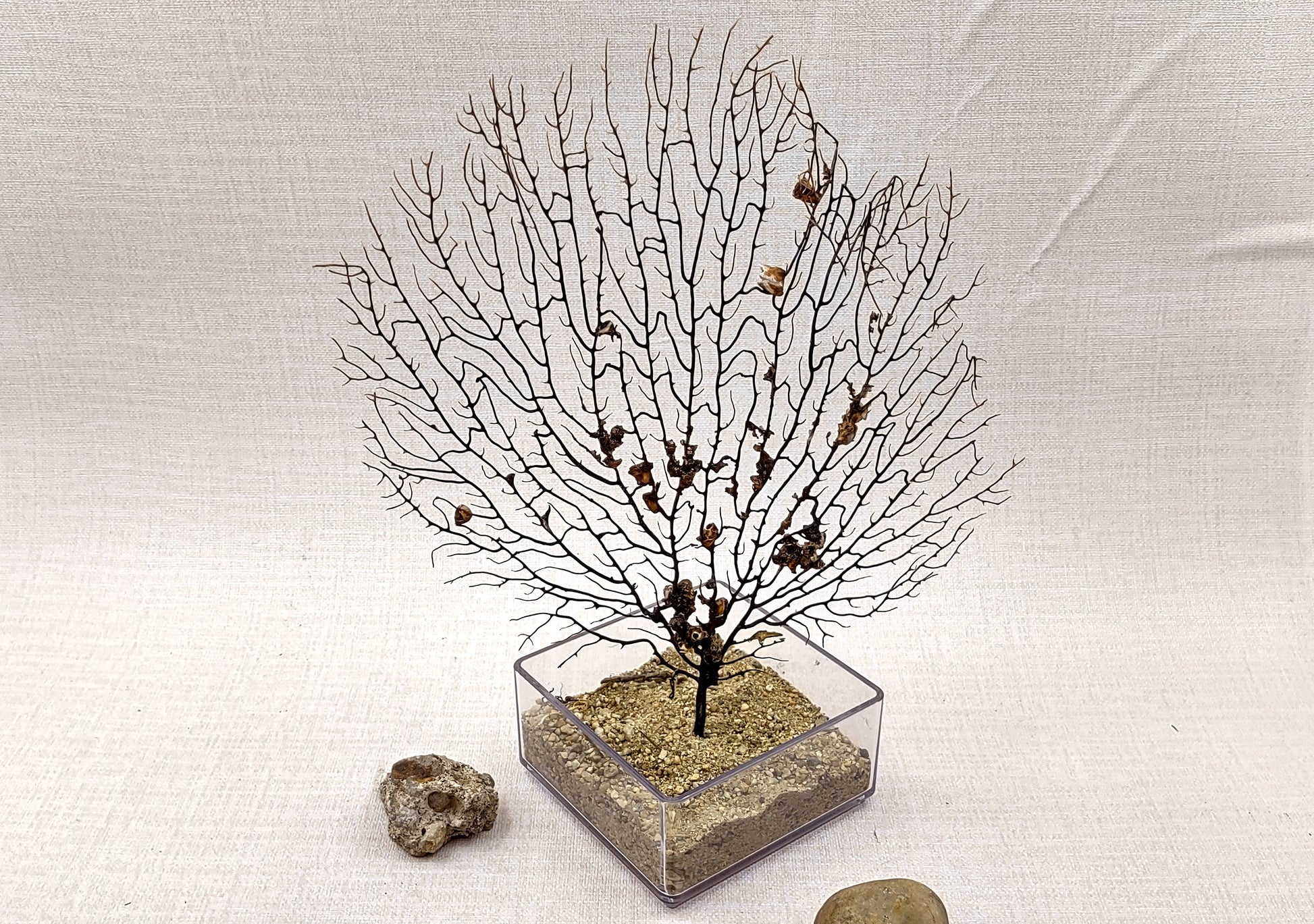 Black Sea Fan Corals Dried Gorgonia Ventalina (1 fan approx. 10+ inches