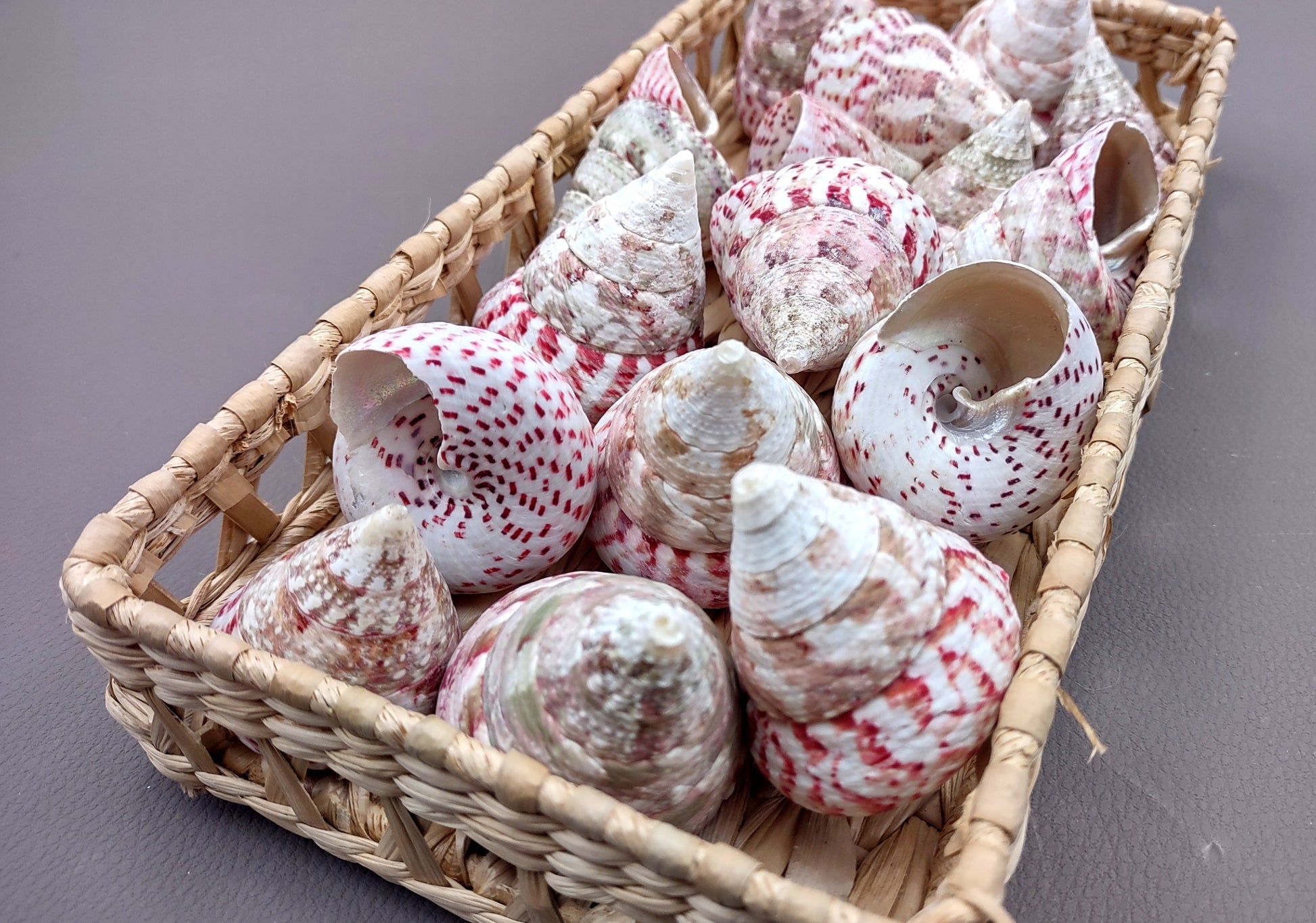 Strawberry Trochus Seashells - Techtus Conus - (4 shells approx. 1.5-2.5 inches). Four spiral pink and purple shells laid out to show the different angles. Copyright 2024 SeaShellSupply.com.