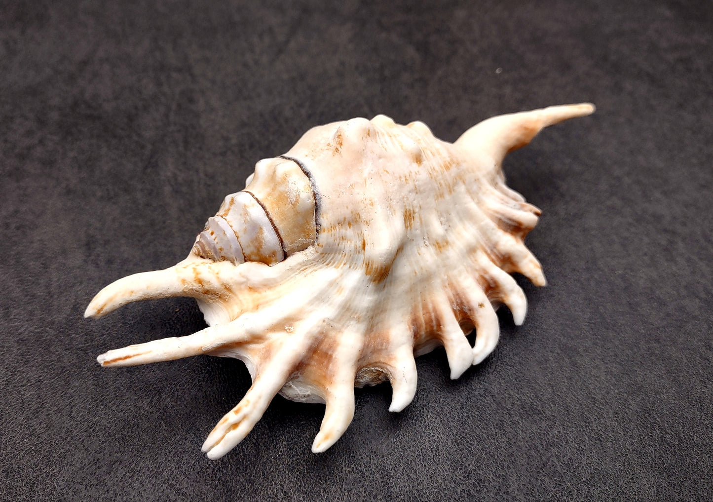 Millipede Conch Seashell Lambis Millepeda (1 shell approx. 4+ inches) Conch shell great for coastal crafting display & collections.