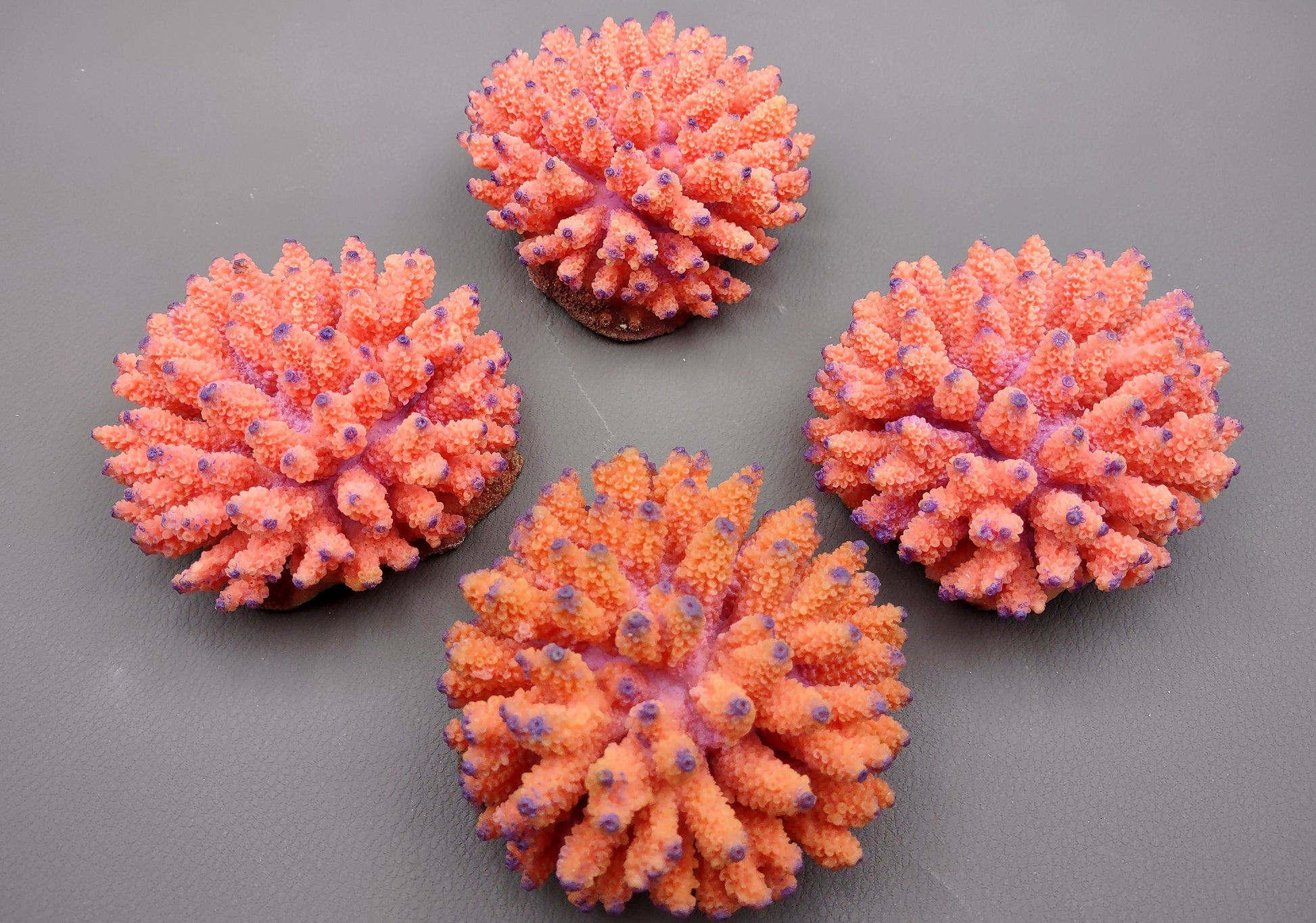 Orange FAUX Finger Coral Acropora Nasuta (1 FAKE Coral approx. 4Wx3Tx4D inches) Perfect coral for any coastal display! Orange round spike coral with a purple tip. Copyright 2024 SeaShellMart.com.