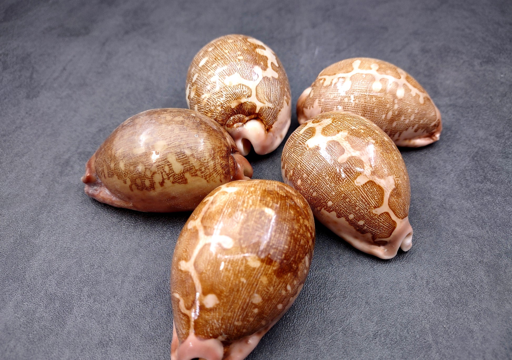 Ancient Map Cowrie Seashell - Cypraea Mappa - (1 shell approx. 2.5-3.5 Inches). One brown and tan shaped shell. Copyright 2024 SeaShellSupply.com.