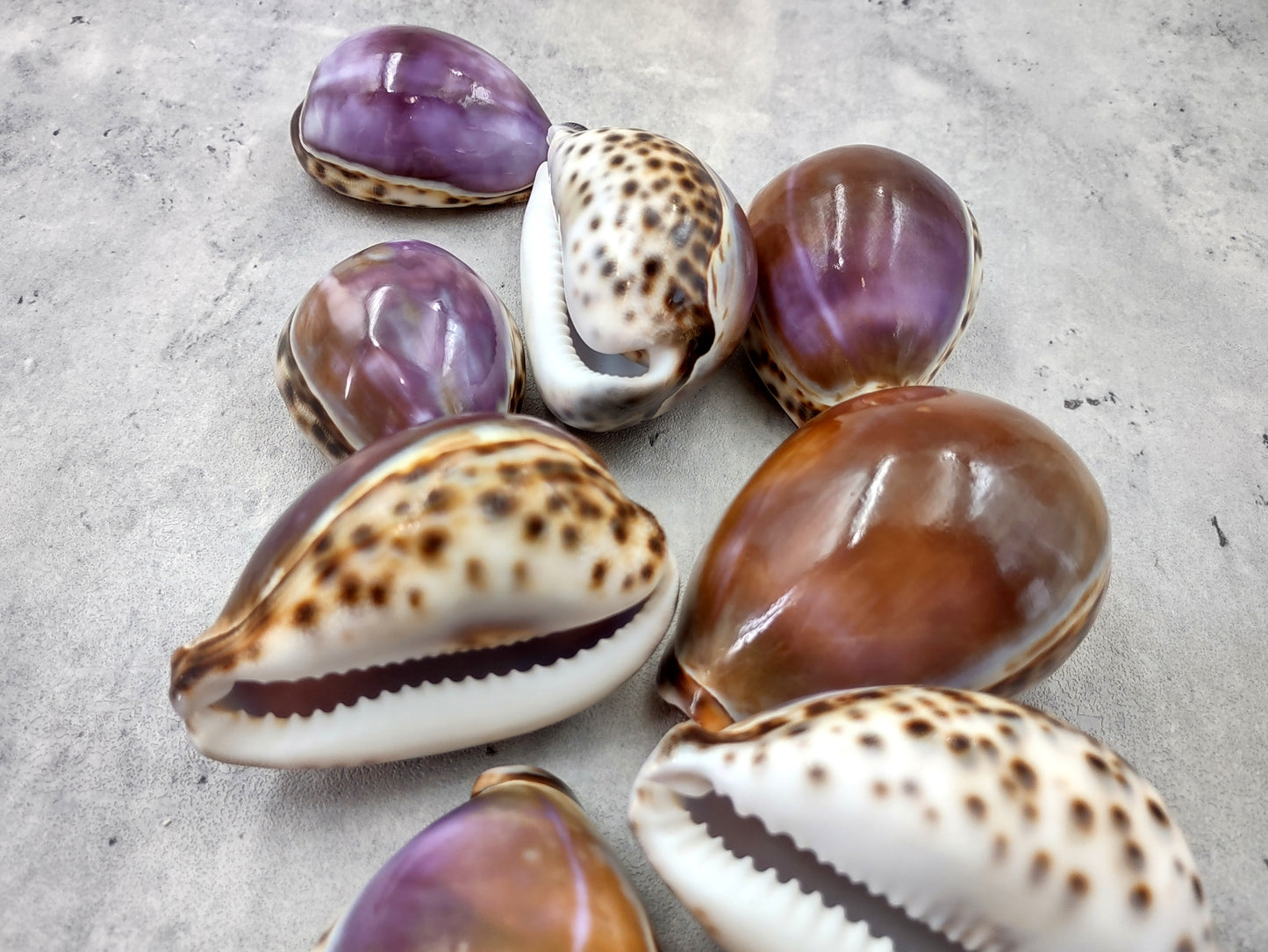 Purple Top Tiger Cowrie Seashells Cypraea tigris (2 shells approx. 2.25+ inches) Beautiful for any coastal crafting or décor!