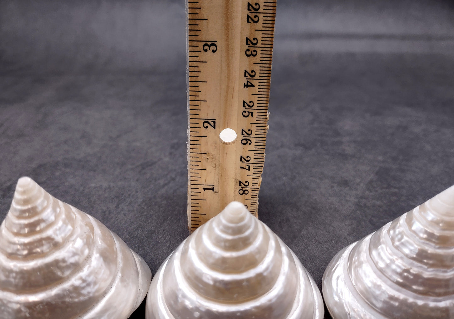 Polished Silver/Pearl Trochus Seashell (2-2.5 Inches) - Trochus Niloticus. One shiny bright spiral white shell with a wide opened base. Copyright 2024 SeaShellSupply.com.