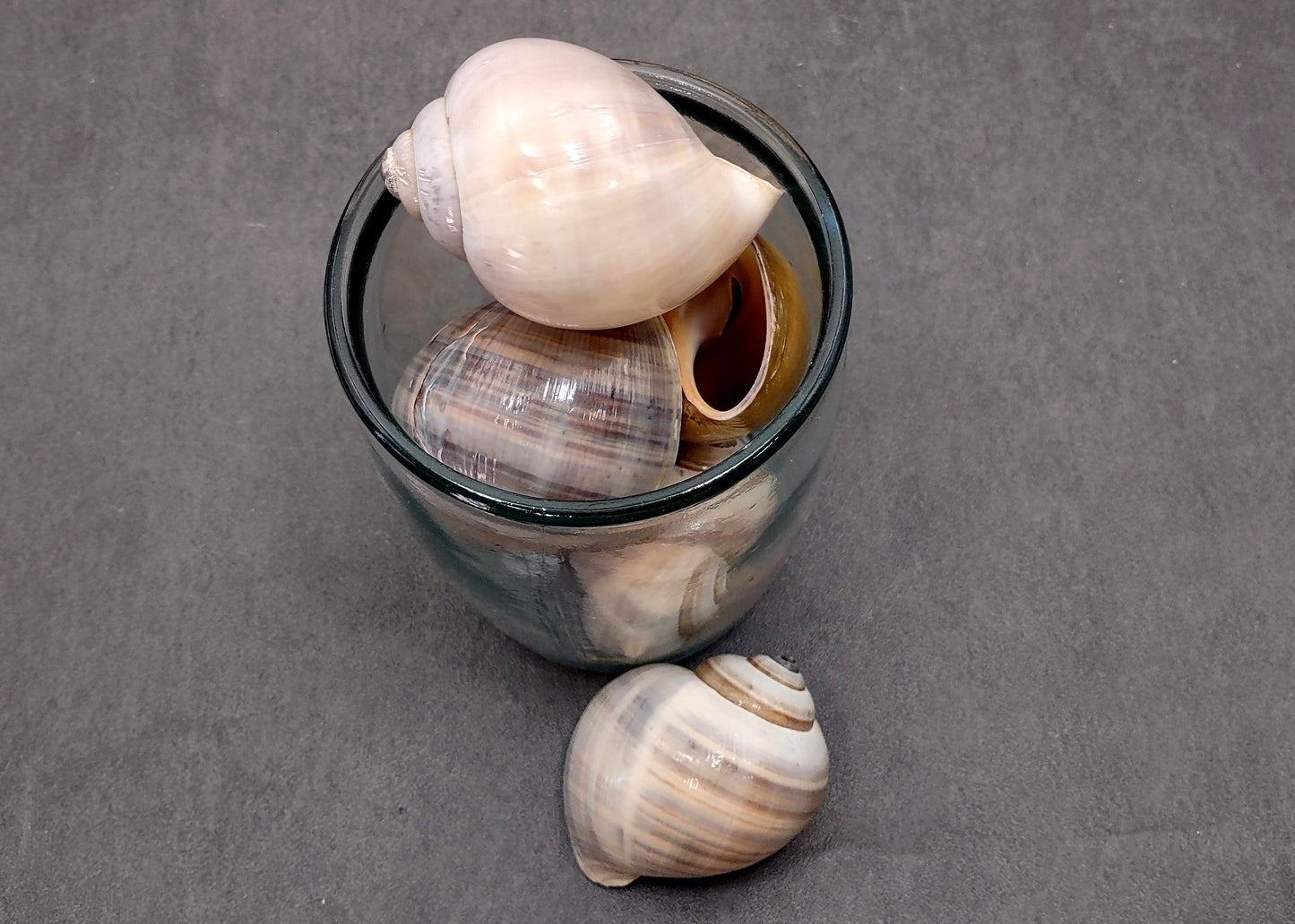 Apple Snail Shells Pomacea Canaliculata (2 shells approx. 2+ inches) Accent Shells for Collecting or Ocean Display!