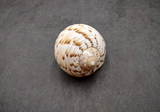 China Tun Seashell White Brown Tonna Chinensis (1 shell approx. 2+ inches) Great shells for coastal crafting décor & collections!
