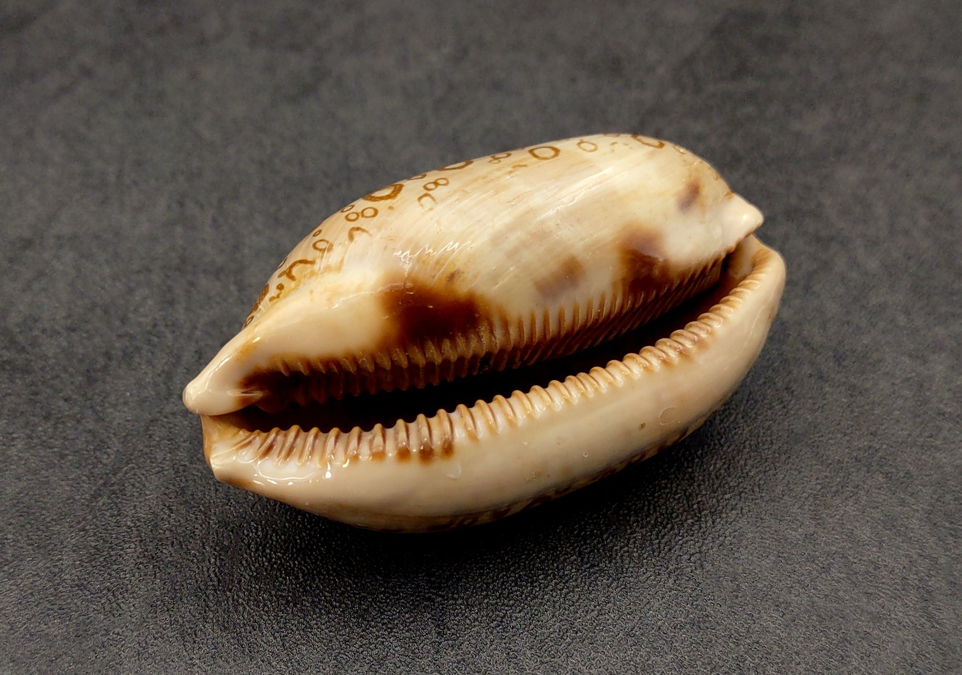 Eyed Cowrie Seashell - Cypraea Argus - (1 shell approx. 2.5-3 inches). Two shells, one showing the ribbed jagged edge of the wrapping of the shell and the other showing the outside design. Copyright 2022 SeaShellSupply.com.