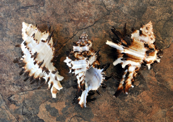Baby Endive Murex Seashell - Murex Endivia - (5 shells, approx. 2-3 inches each). Three shells with black spikes in interesting columns. Copyright 2022 SeaShellSupply.com.