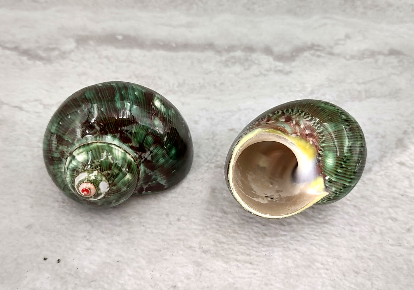 Tapestry Turbo Seashells Green Speckled Turbo Petholatus (2 shells approx. 2+ inches) Green Turbo Shells for hermit crab homes art & crafts!